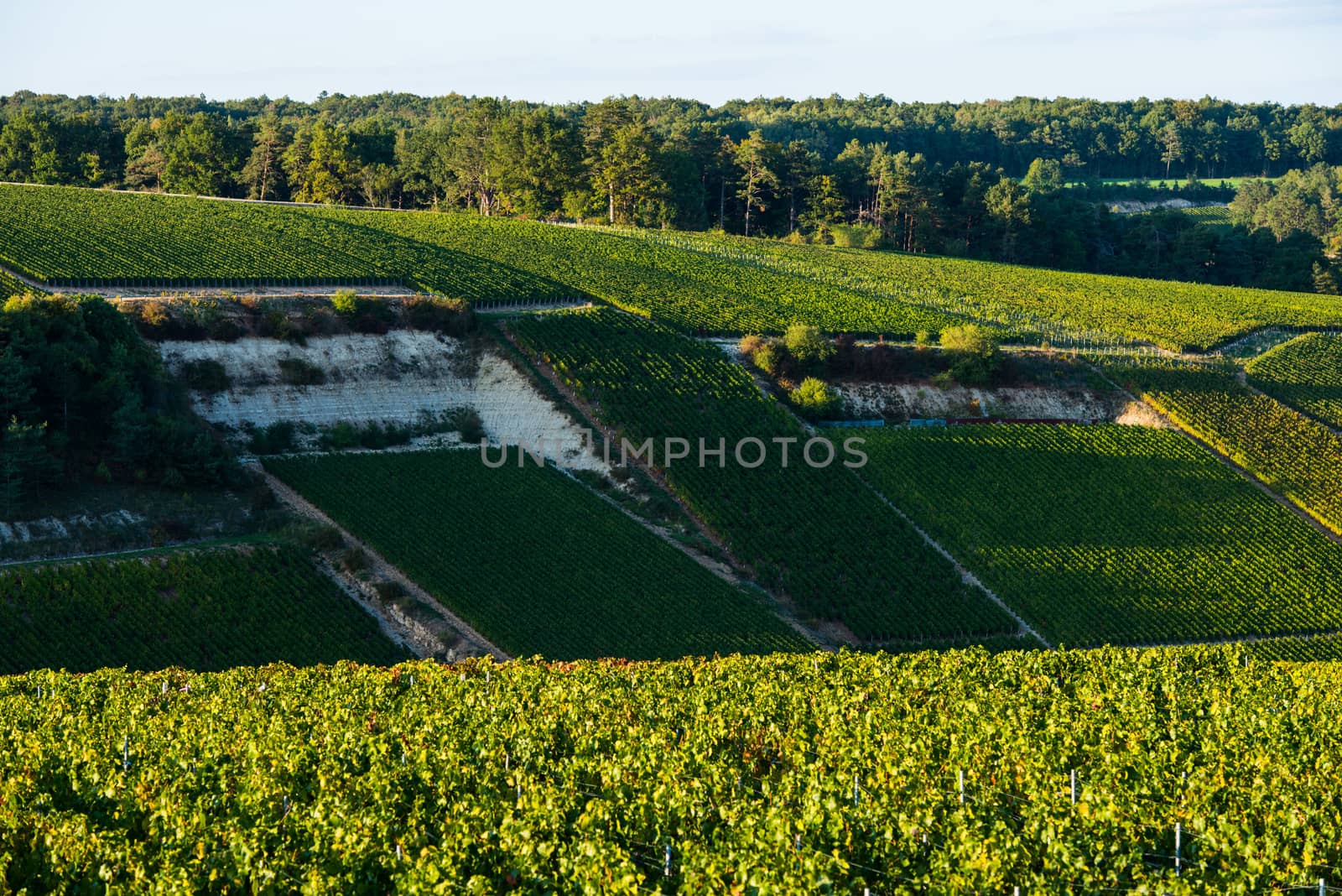 Champagne vineyards in the Cote des Bar area of the Aube department, Champagne-Ardennes, France, Europe