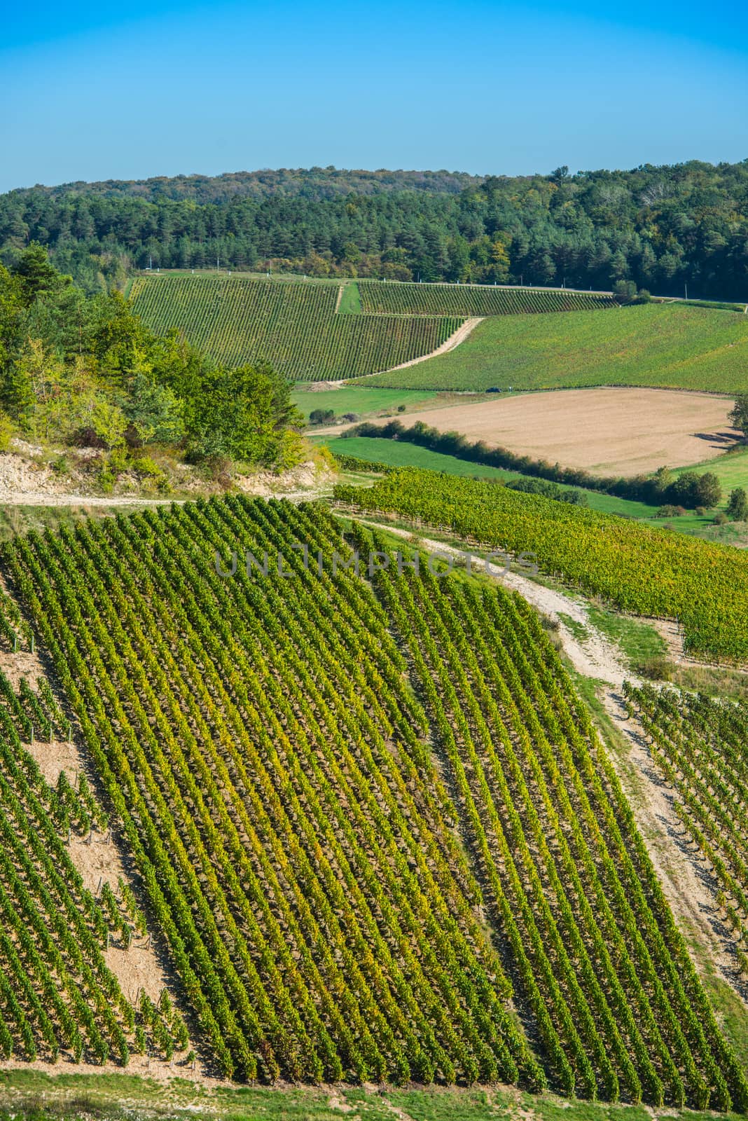 Champagne vineyards in the Cote des Bar area of the Aube department near Rizaucourt-Buchey, Champagne-Ardennes, France, Europe