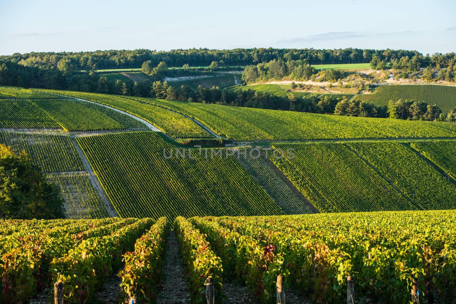 Champagne vineyards in the Cote des Bar area of the Aube department, Champagne-Ardennes, France, Europe