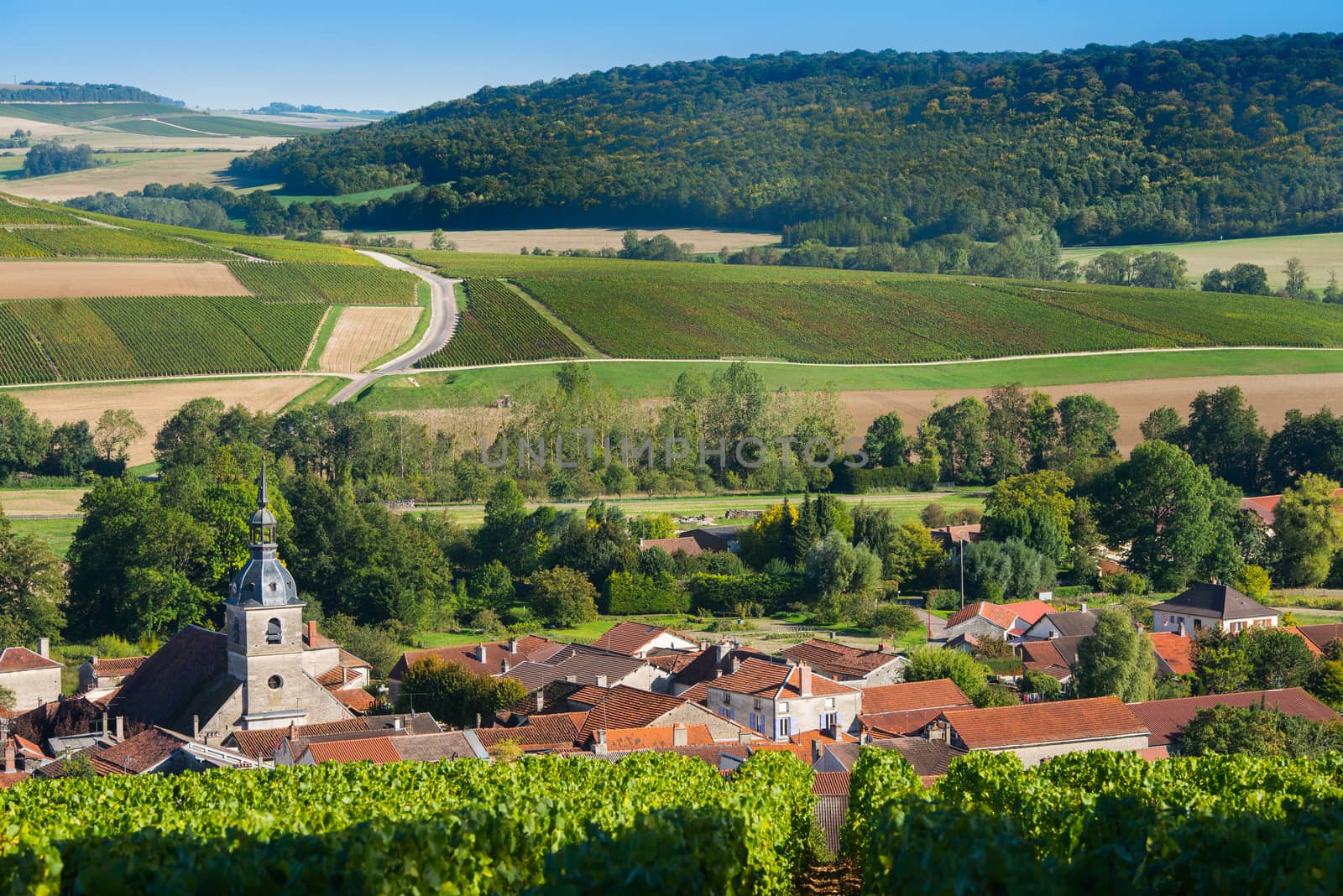 Champagne vineyards in the Cote des Bar area of the Aube department near to Arrentieres, Champagne-Ardennes, France, Europe