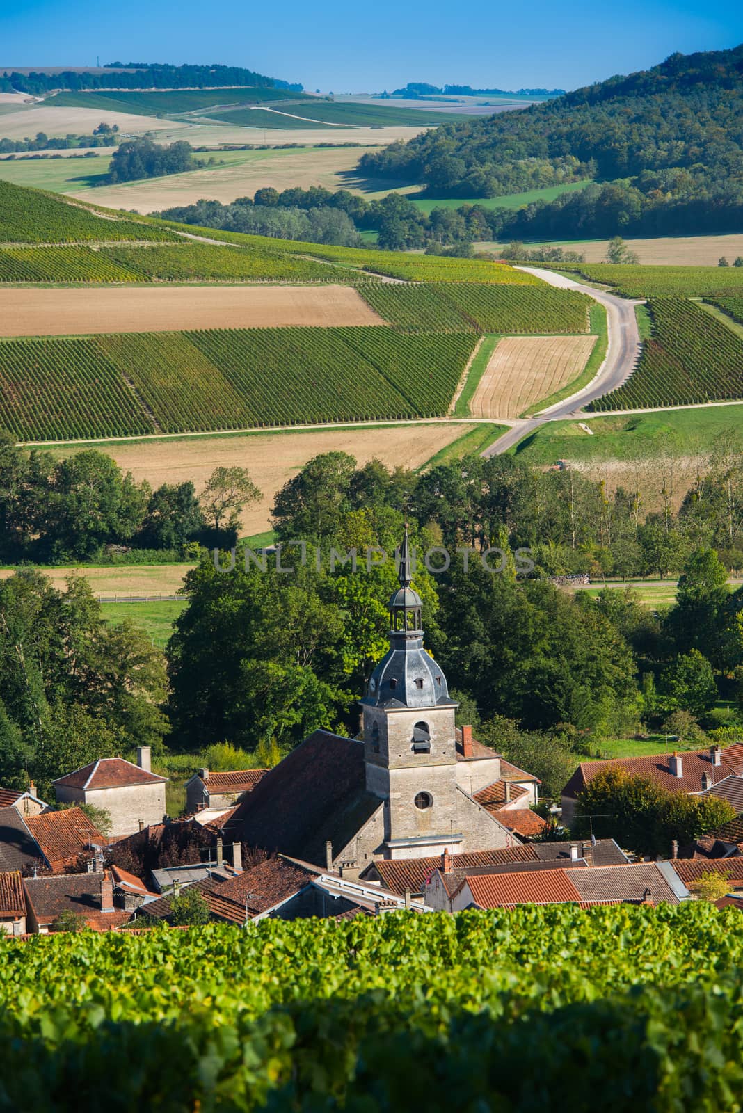 Champagne vineyards in the Cote des Bar area of the Aube department near to Arrentieres, Champagne-Ardennes, France, Europe