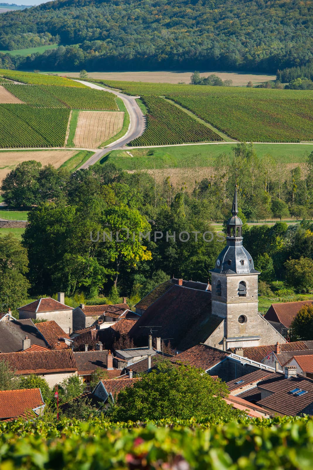 Champagne vineyards in the Cote des Bar area of the Aube department near to Arrentieres, Champagne-Ardennes, France, Europe