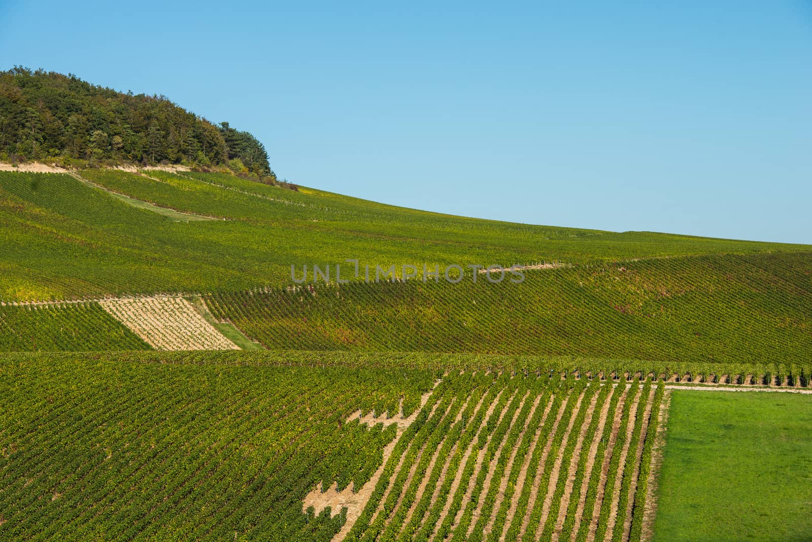 Champagne vineyards in the Cote des Bar area of the Aube department near to Baroville, Champagne-Ardennes, France, Europe