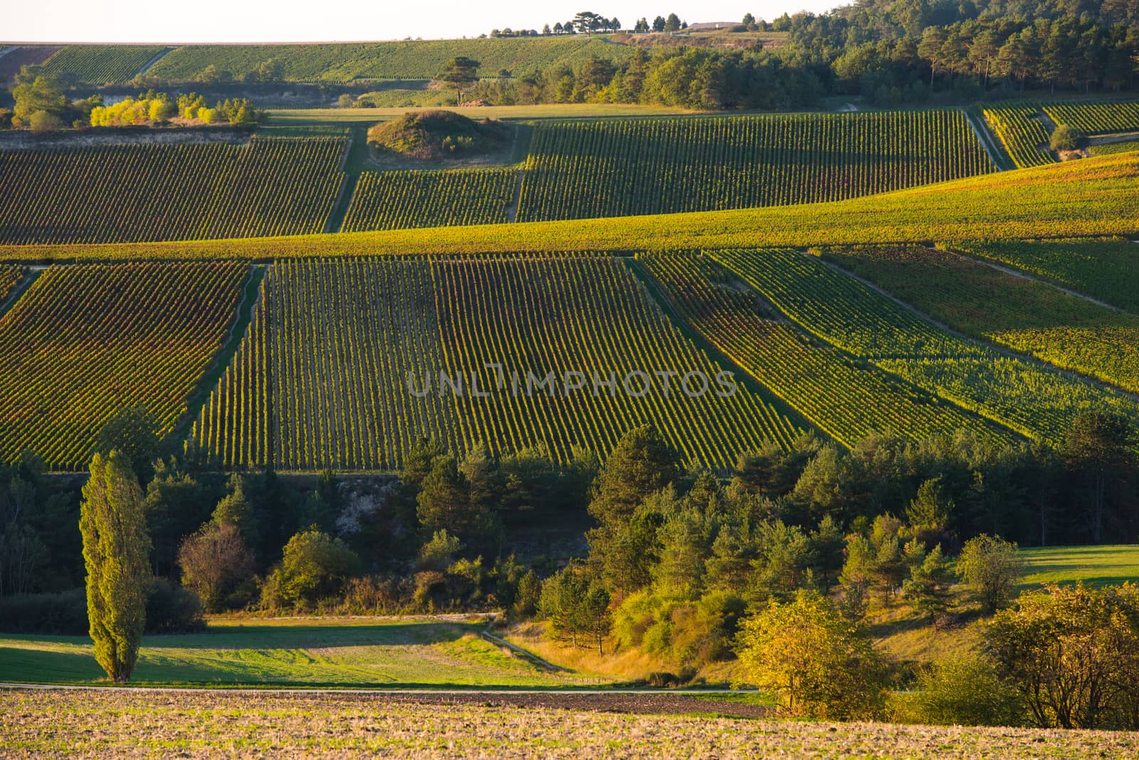 Champagne vineyards in the Cote des Bar area of the Aube department near to Baroville, Champagne-Ardennes, France, Europe