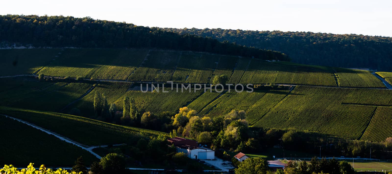 Champagne vineyards in the Cote des Bar area of the Aube department near to Baroville, Champagne-Ardennes, France, Europe