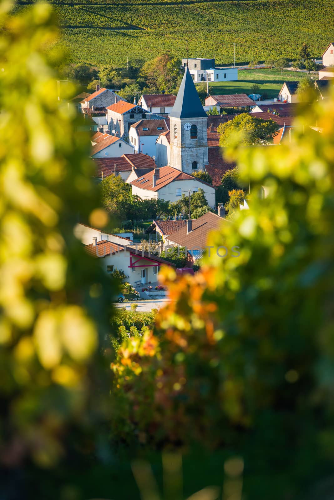 Champagne vineyards in the Cote des Bar area of the Aube department near to Baroville, Champagne-Ardennes, France, Europe