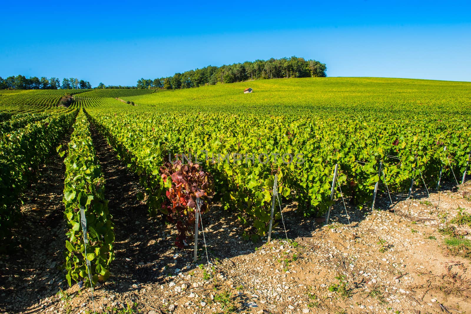 Champagne vineyards in the Cote des Bar area of the Aube department near to Colombe la Fosse, Champagne-Ardennes, France, Europe