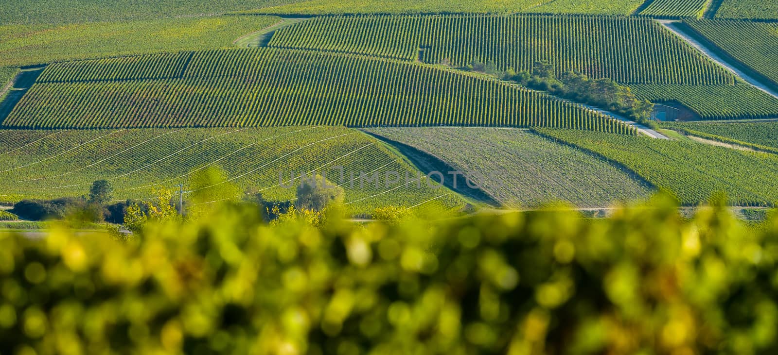 Champagne vineyards in the Cote des Bar area of the Aube department near to Celles sur Ource Champagne-Ardennes, France, Europe