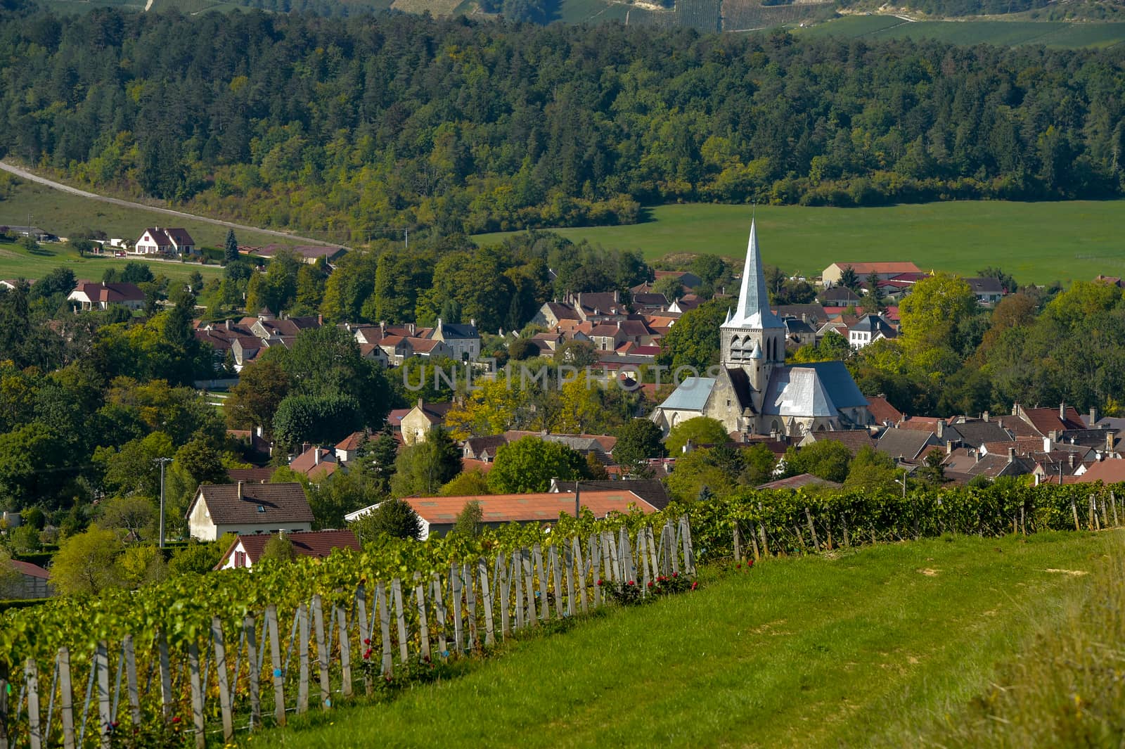 Champagne vineyards in the Cote des Bar area of the Aube department near to Les Riceys, Champagne-Ardennes, France, Europe