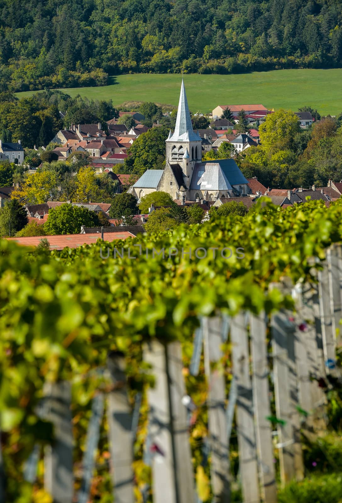 Champagne vineyards in the Cote des Bar area of the Aube department near to Les Riceys, Champagne-Ardennes, France, Europe