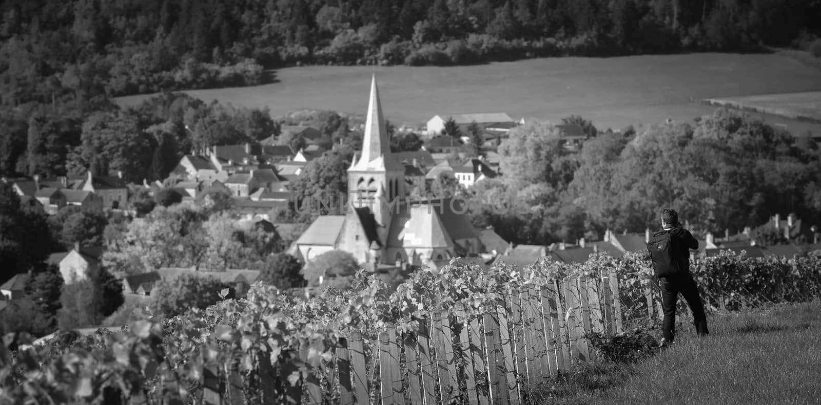 Champagne vineyards in the Cote des Bar area of the Aube department near to Les Riceys, Champagne-Ardennes, France, Europe