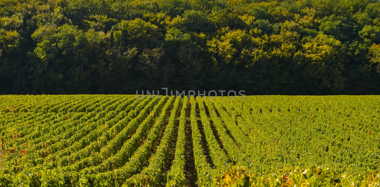 Champagne vineyards in the Cote des Bar area of the Aube department near to Les Riceys, Champagne-Ardennes, France, Europe