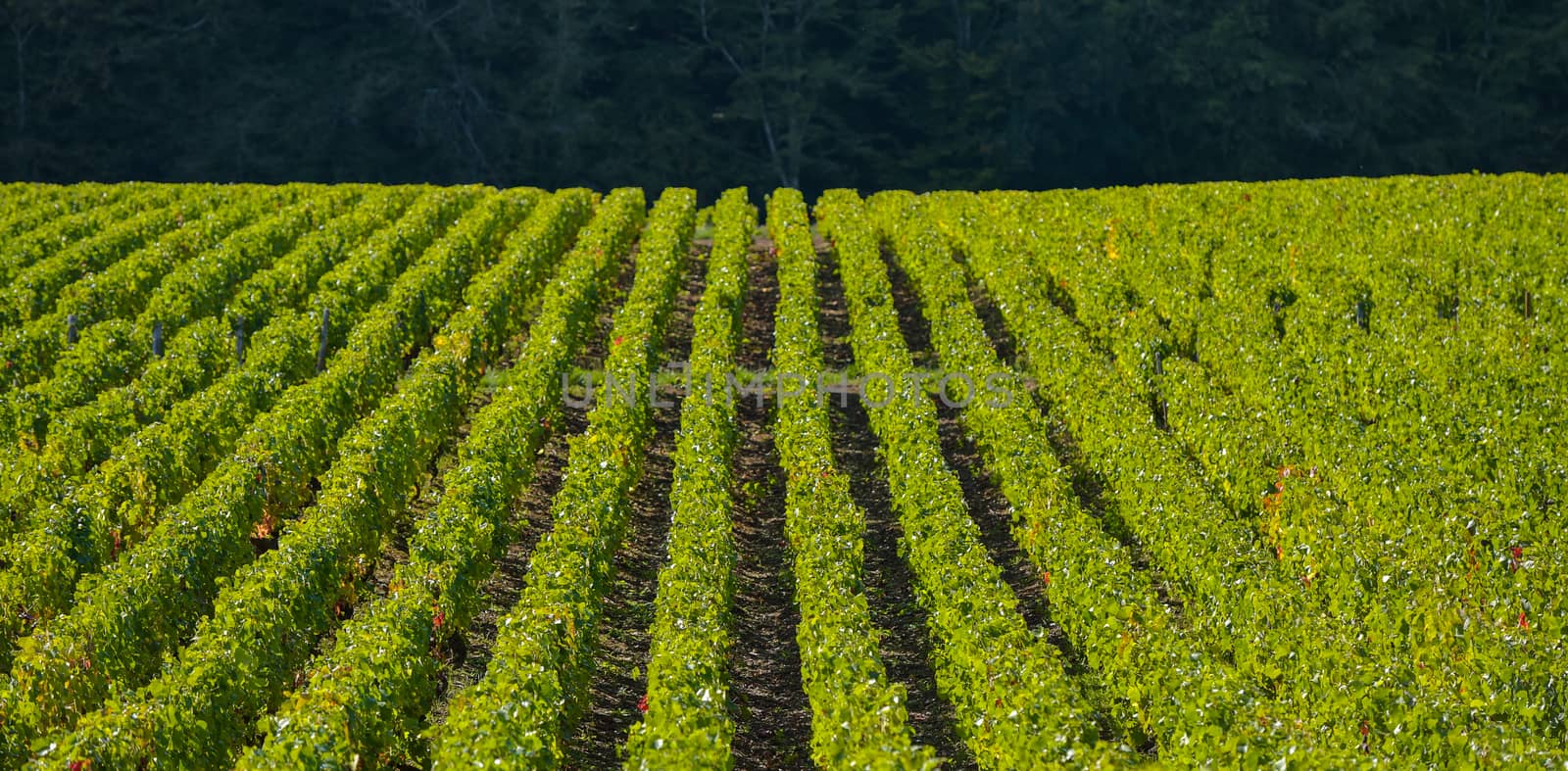 Champagne vineyards in the Cote des Bar area of the Aube department near to Les Riceys, Champagne-Ardennes, France, Europe