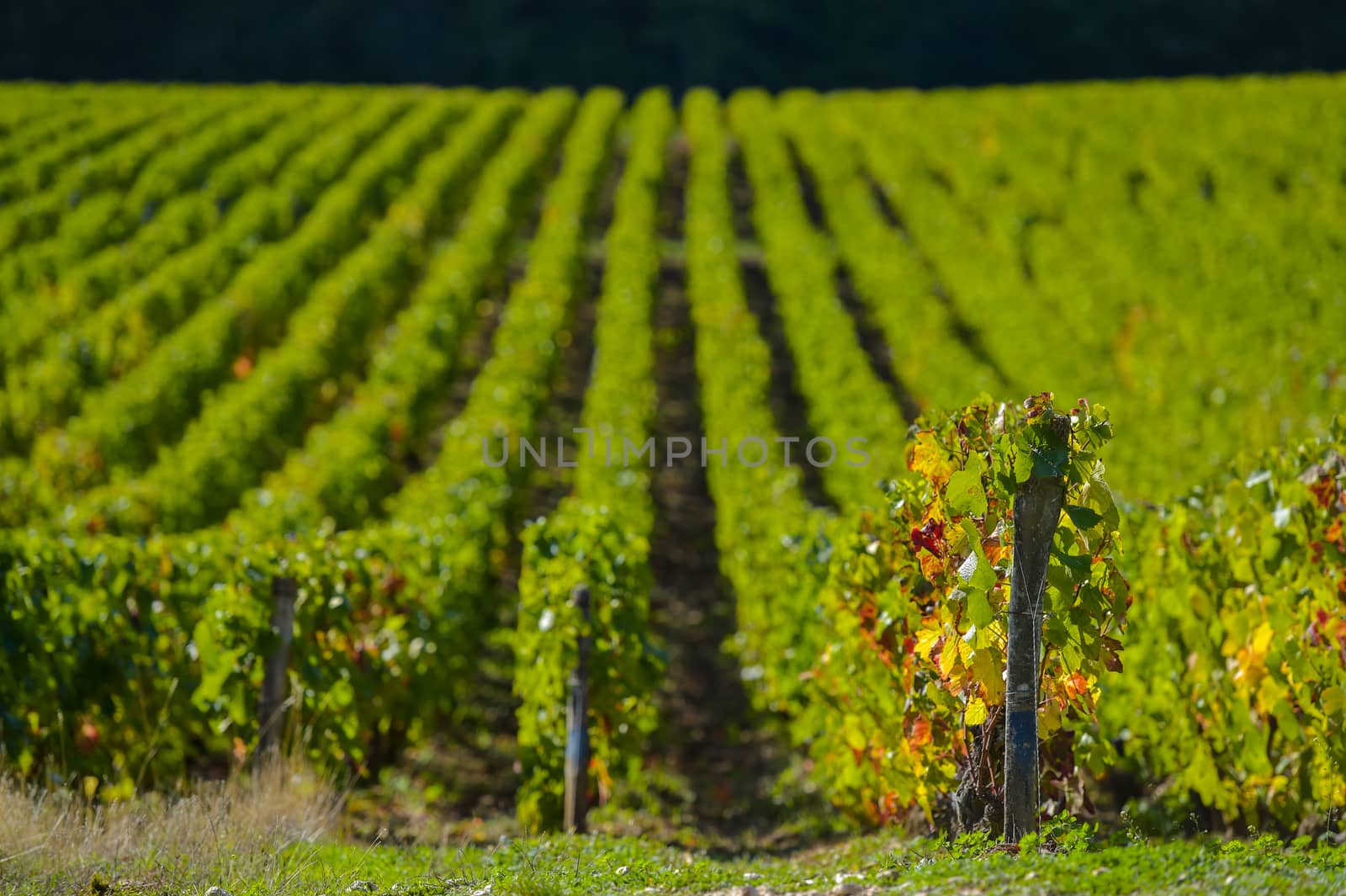 Champagne vineyards in the Cote des Bar area of the Aube department near to Les Riceys, Champagne-Ardennes, France, Europe