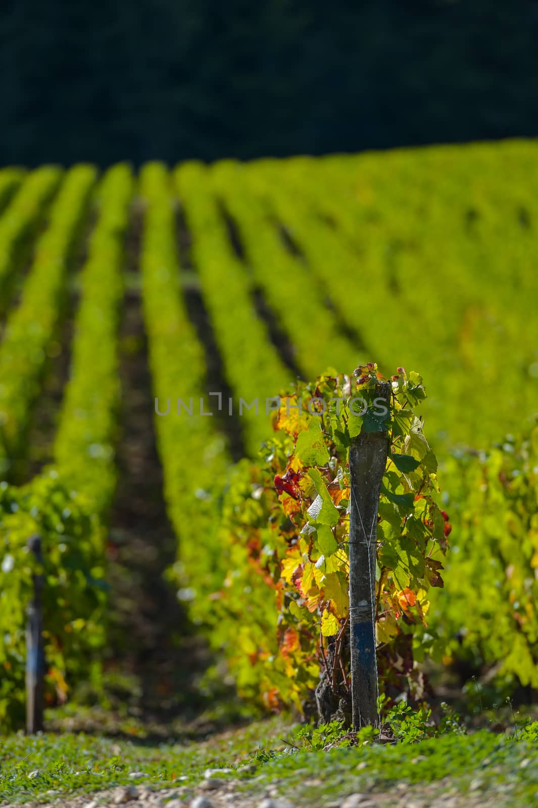 Champagne vineyards in the Cote des Bar area of the Aube department near to Les Riceys, Champagne-Ardennes, France, Europe