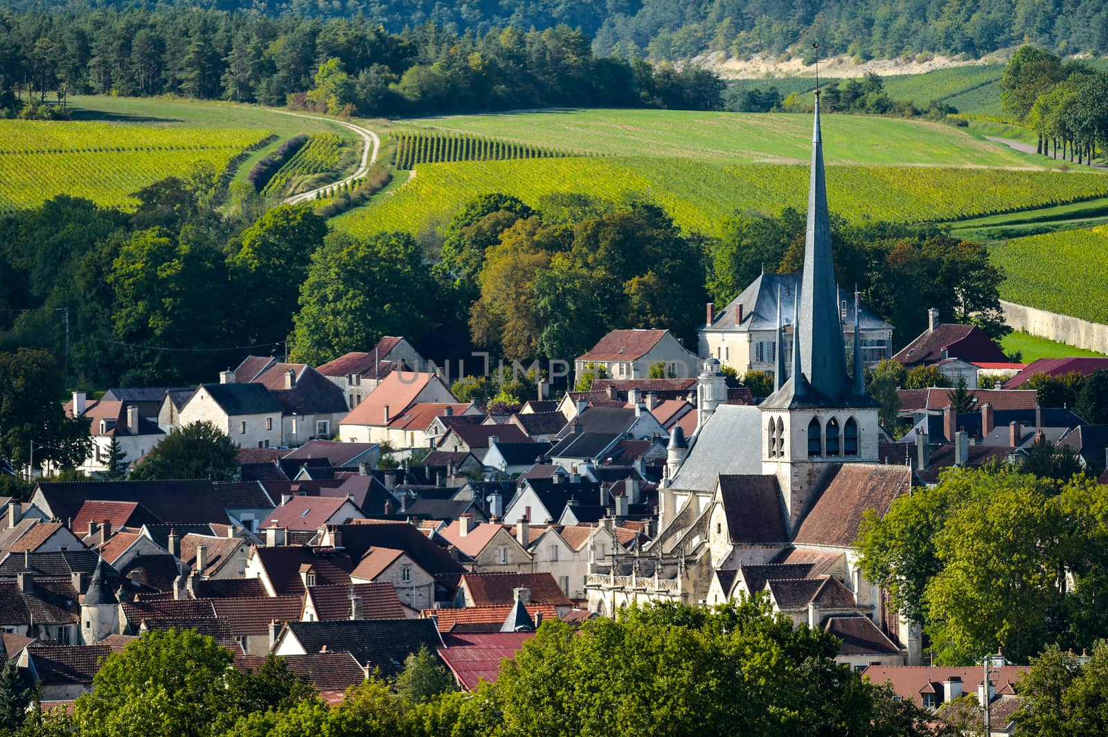 Champagne vineyards in the Cote des Bar area of the Aube department near to Les Riceys, Champagne-Ardennes, France, Europe