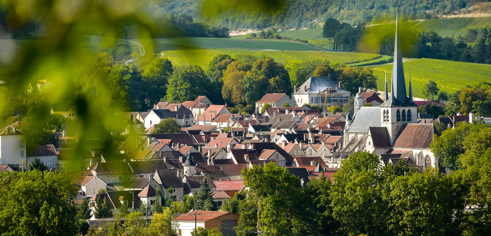 Champagne vineyards in the Cote des Bar area of the Aube department near to Les Riceys, Champagne-Ardennes, France, Europe