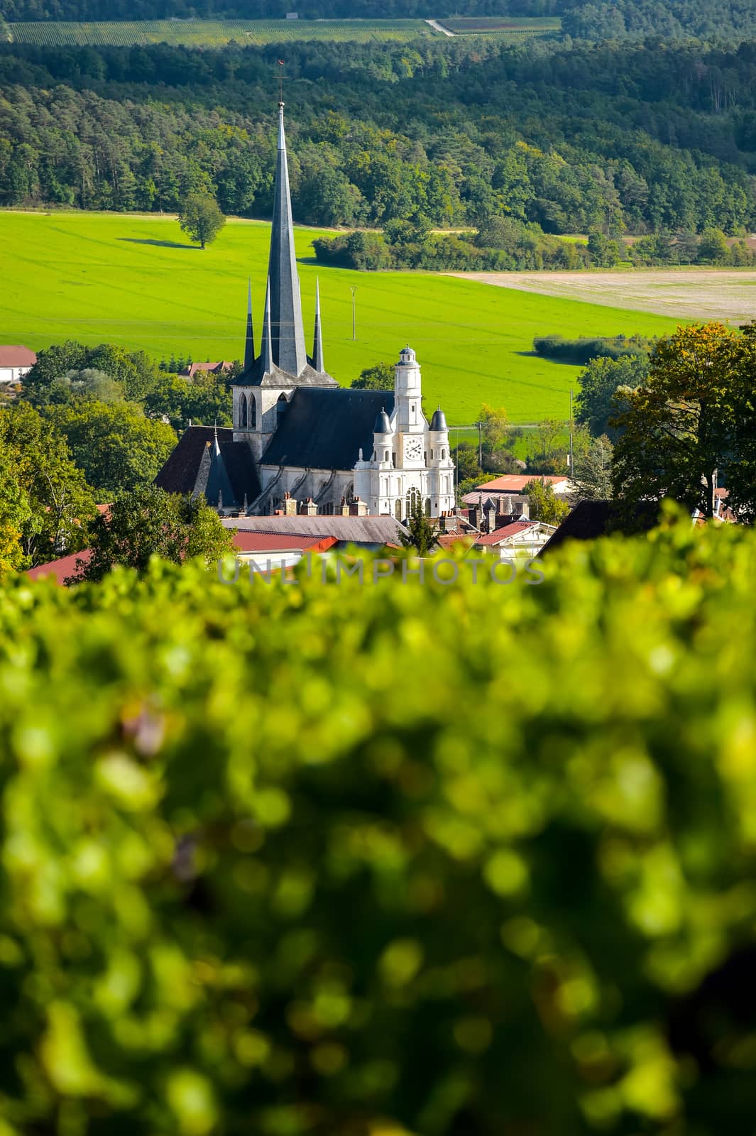 Champagne vineyards in the Cote des Bar area of the Aube department near to Les Riceys, Champagne-Ardennes, France, Europe