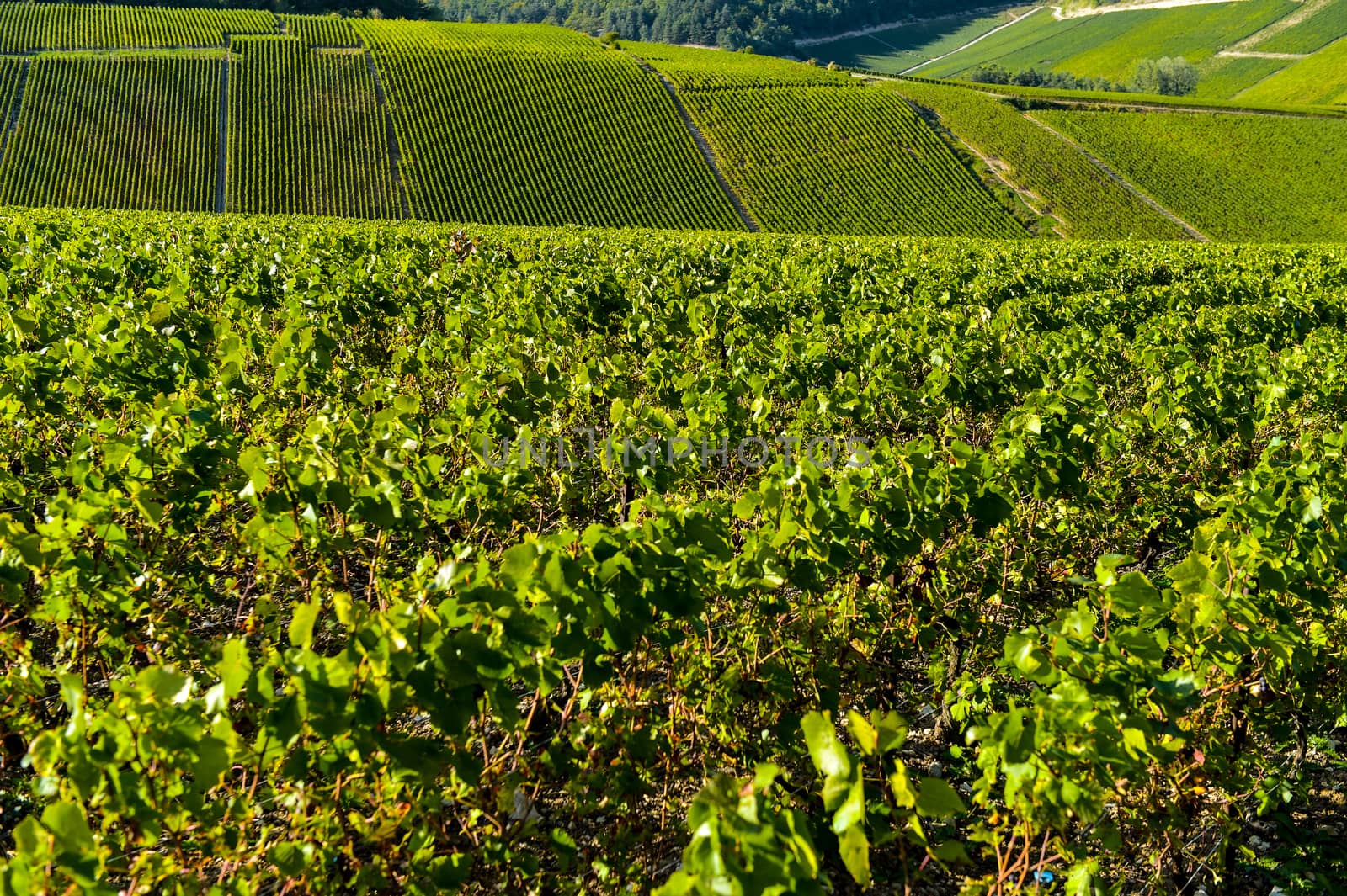 Champagne vineyards in the Cote des Bar area of the Aube department near to Les Riceys, Champagne-Ardennes, France, Europe