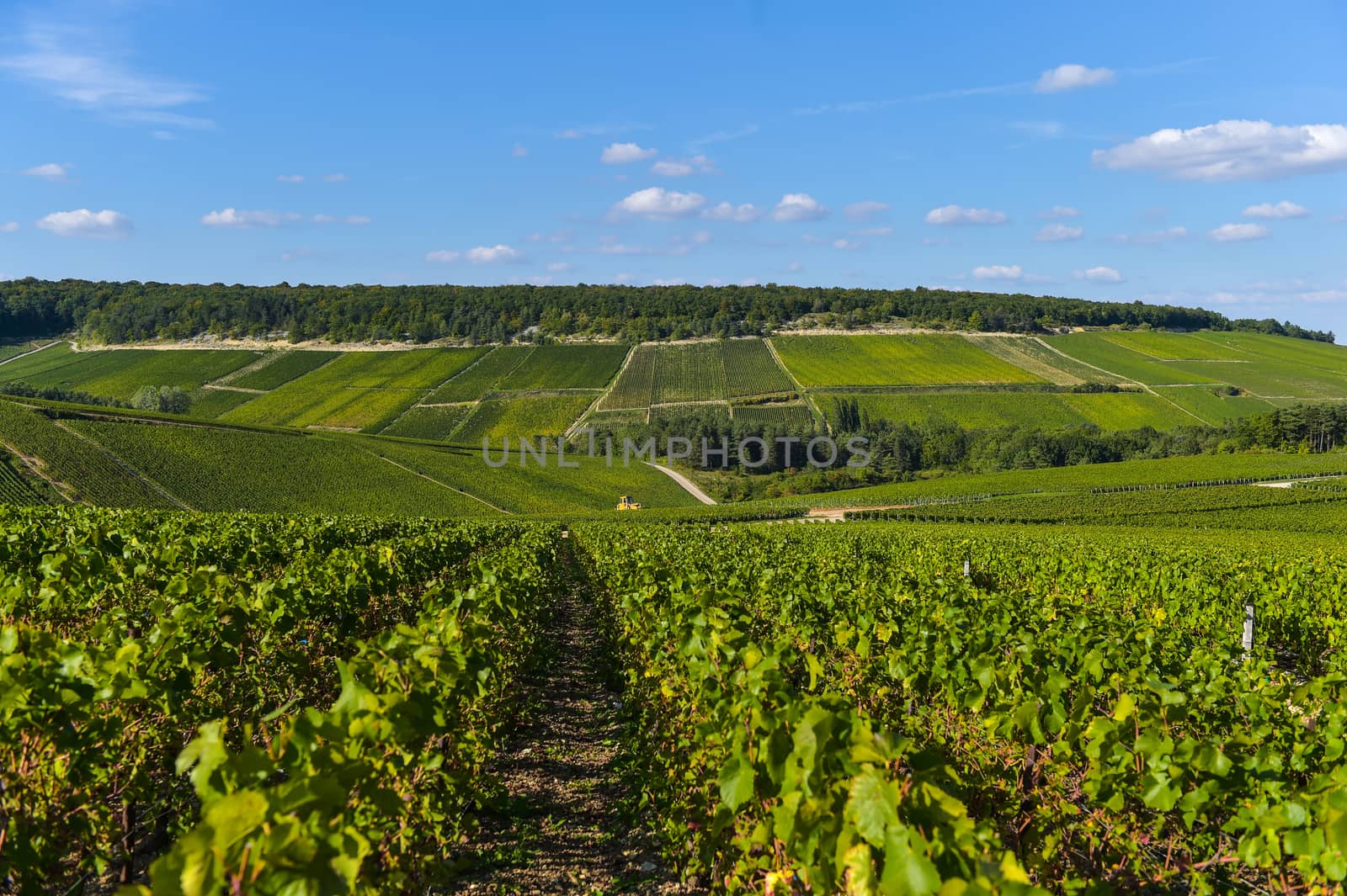 Champagne vineyards in the Cote des Bar area of the Aube department near to Les Riceys, Champagne-Ardennes, France, Europe