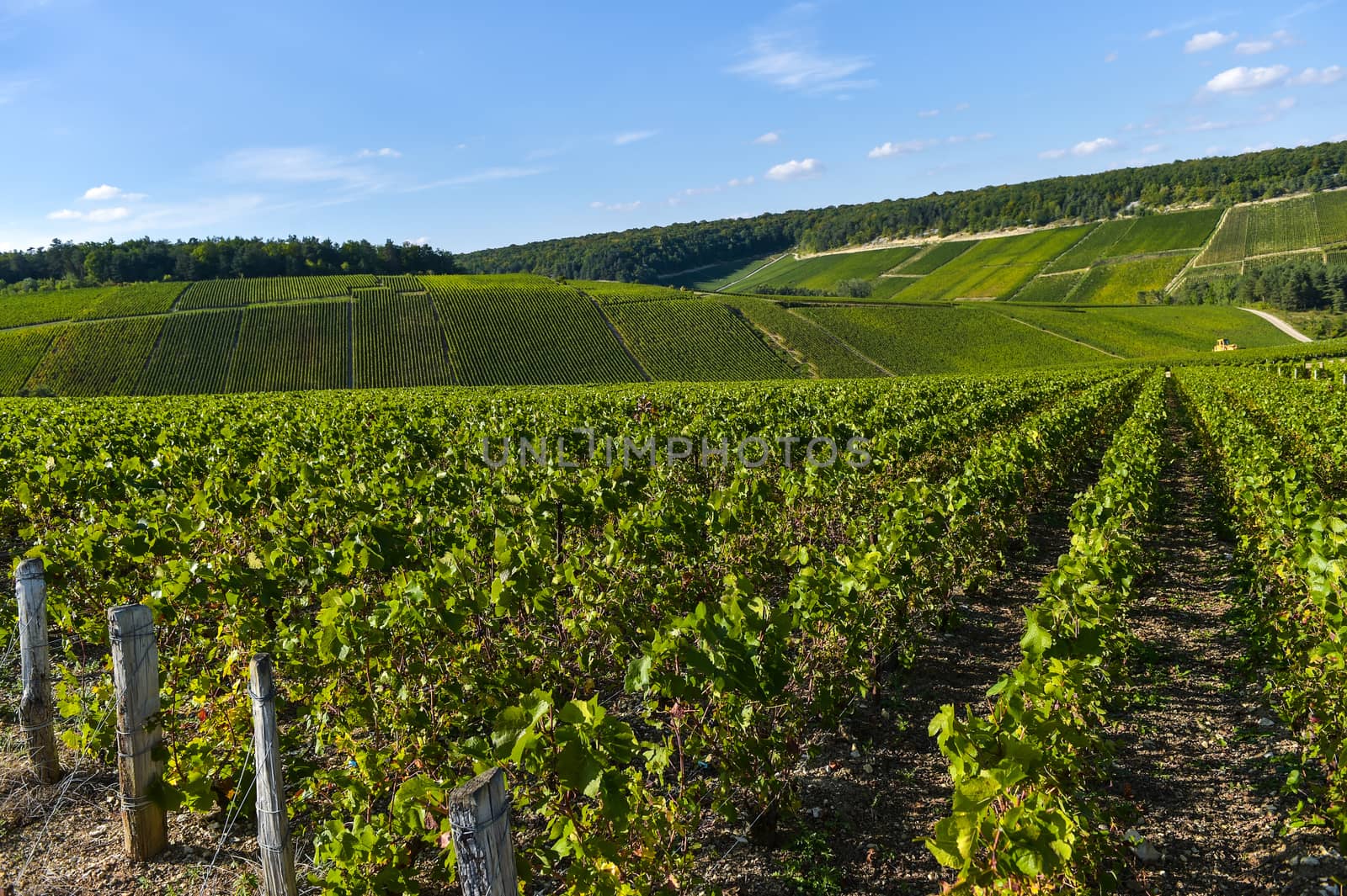 Champagne vineyards in the Cote des Bar area of the Aube department near to Les Riceys, Champagne-Ardennes, France, Europe