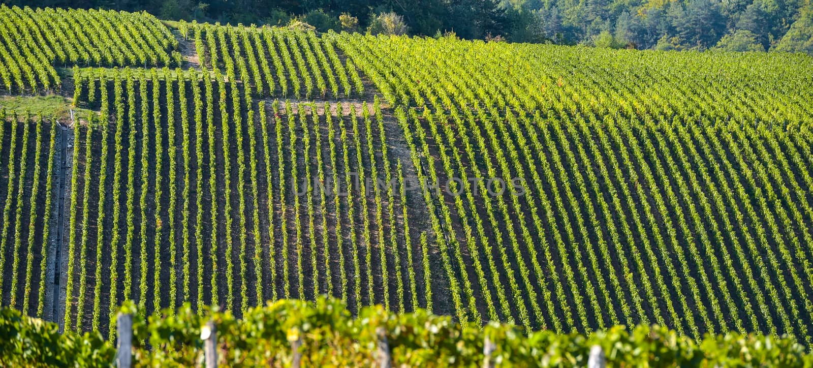 Champagne vineyards in the Cote des Bar area of the Aube department near to Les Riceys, Champagne-Ardennes, France, Europe