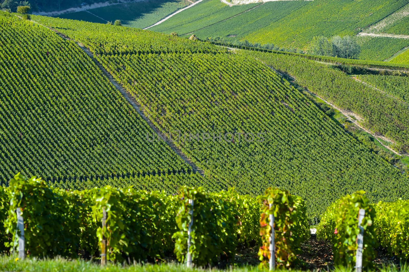 Champagne vineyards in the Cote des Bar area of the Aube department near to Les Riceys, Champagne-Ardennes, France, Europe