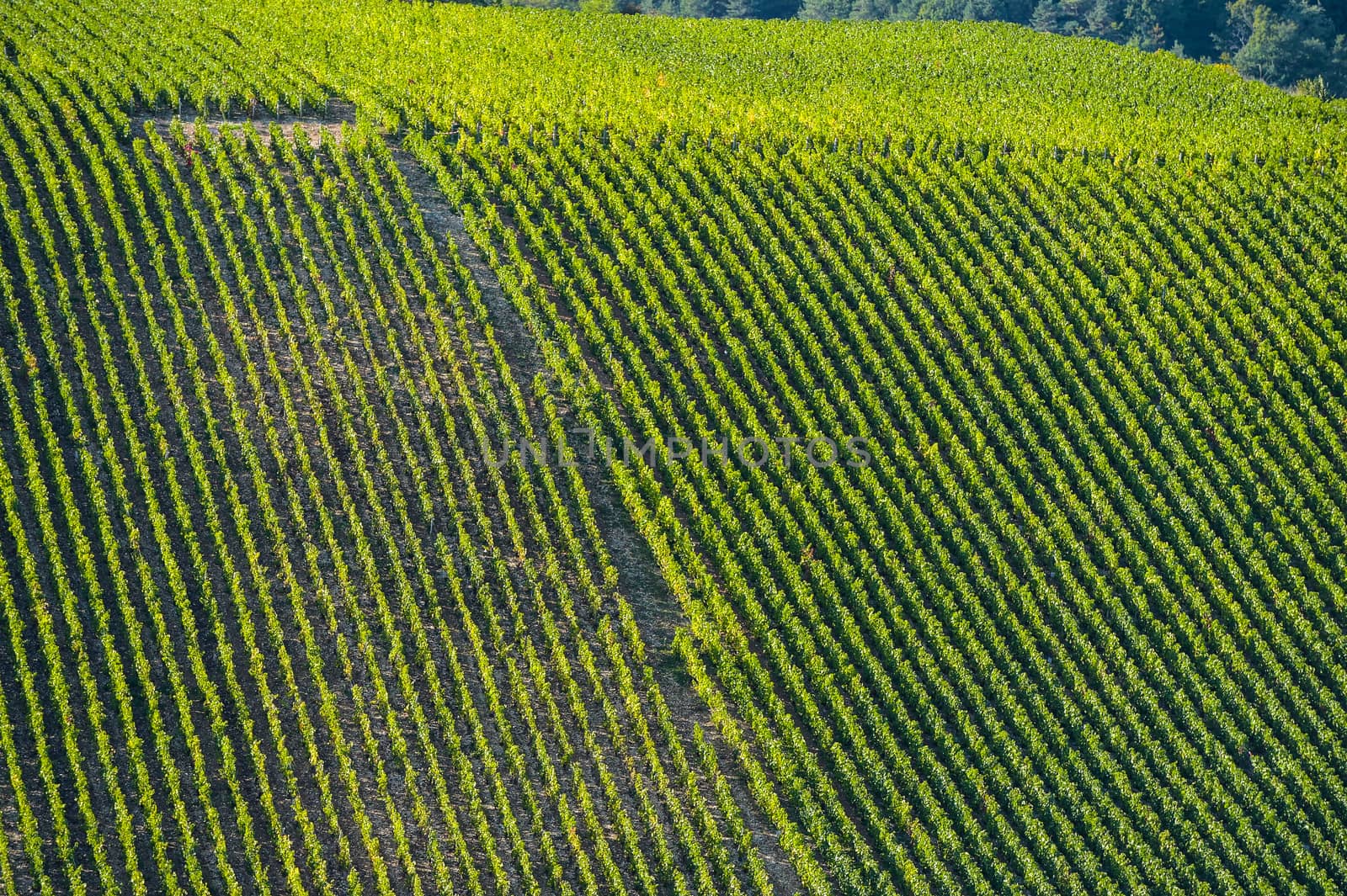 Champagne vineyards in the Cote des Bar area of the Aube department near to Les Riceys, Champagne-Ardennes, France, Europe