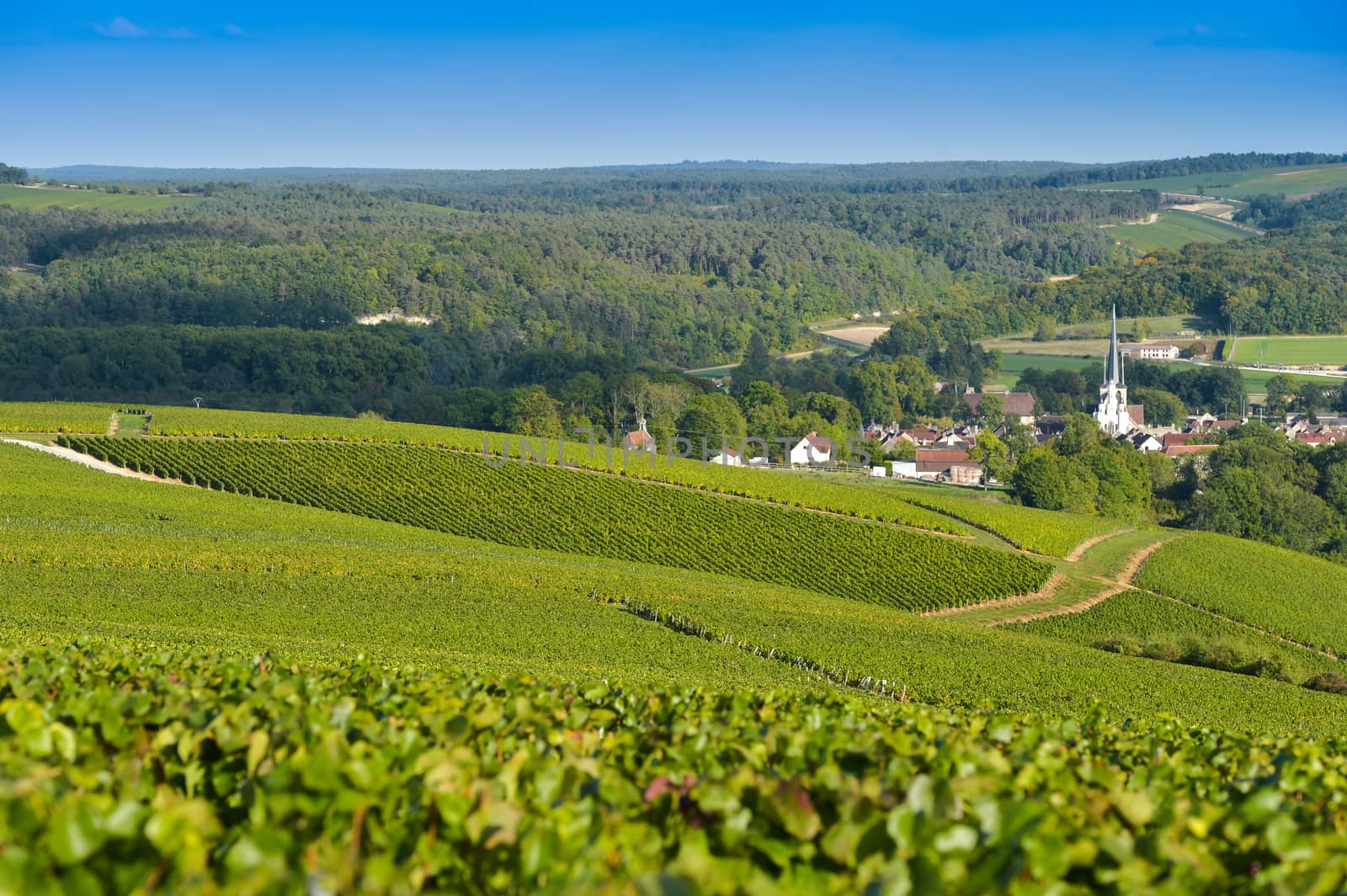 Champagne vineyards in the Cote des Bar area of the Aube department near to Les Riceys, Champagne-Ardennes, France, Europe