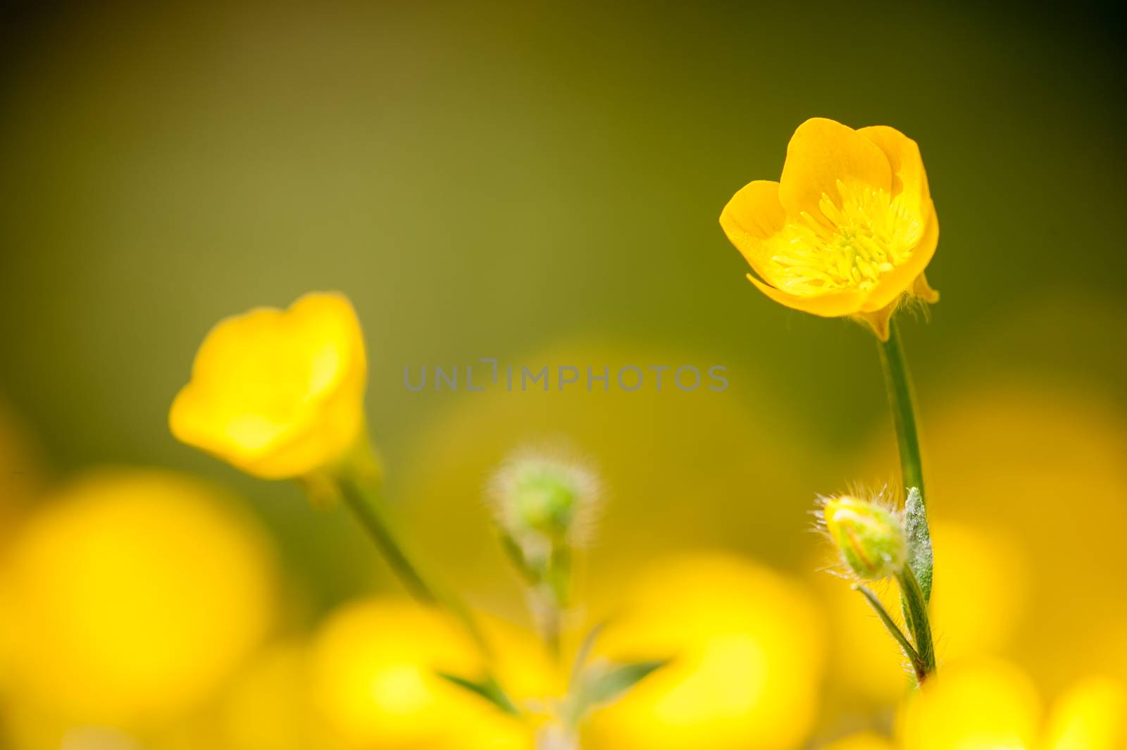 Ranunculus acris is a species of flowering plant in the family Ranunculaceae  across Europe and temperate Eurasia, meadow buttercup.