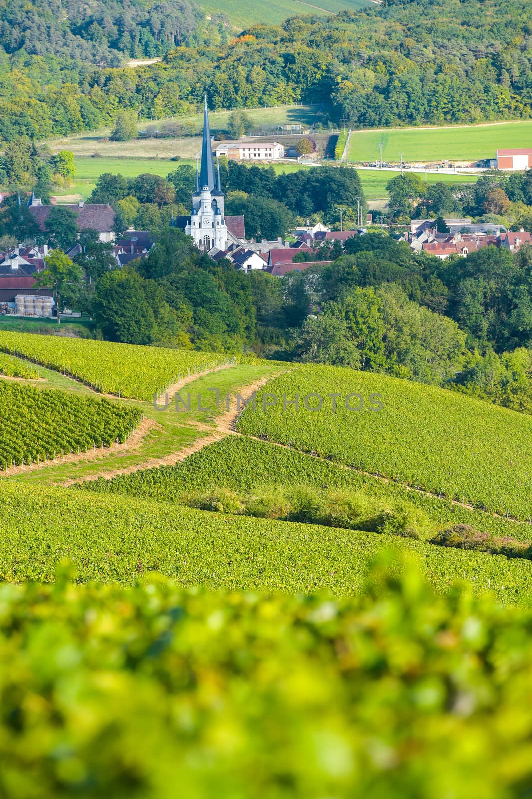 Champagne vineyards in the Cote des Bar area of the Aube department near to Les Riceys, Champagne-Ardennes, France, Europe