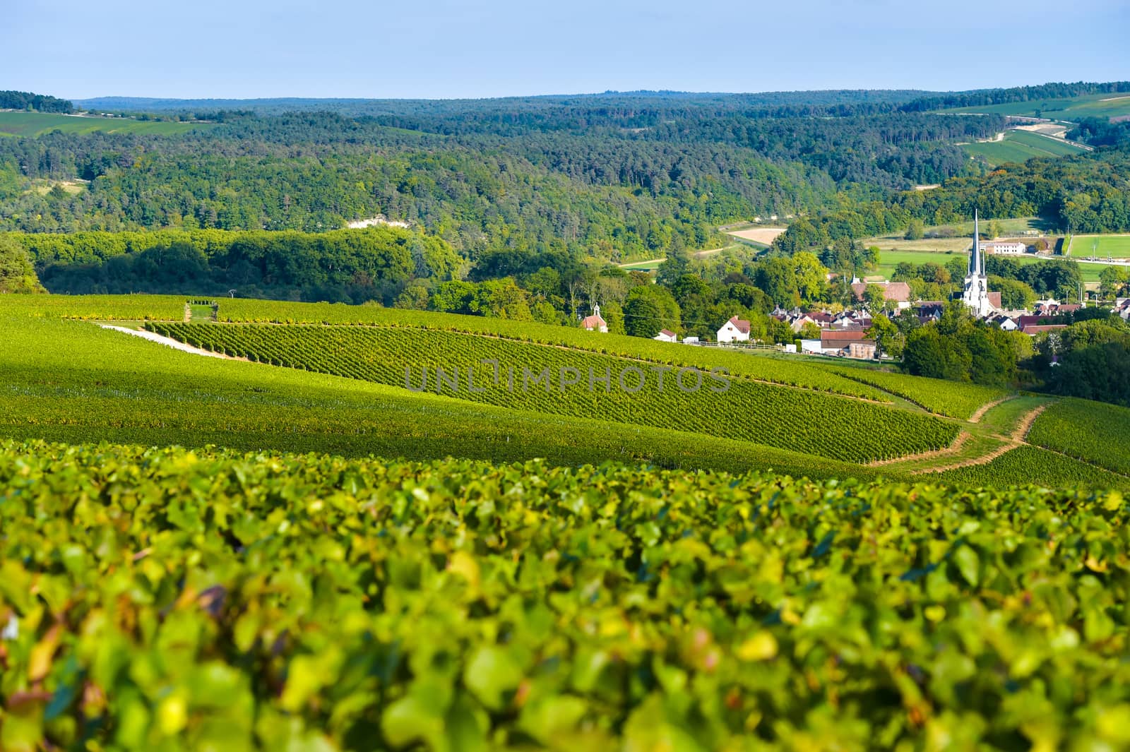 Champagne vineyards in the Cote des Bar area of the Aube department near to Les Riceys, Champagne-Ardennes, France, Europe