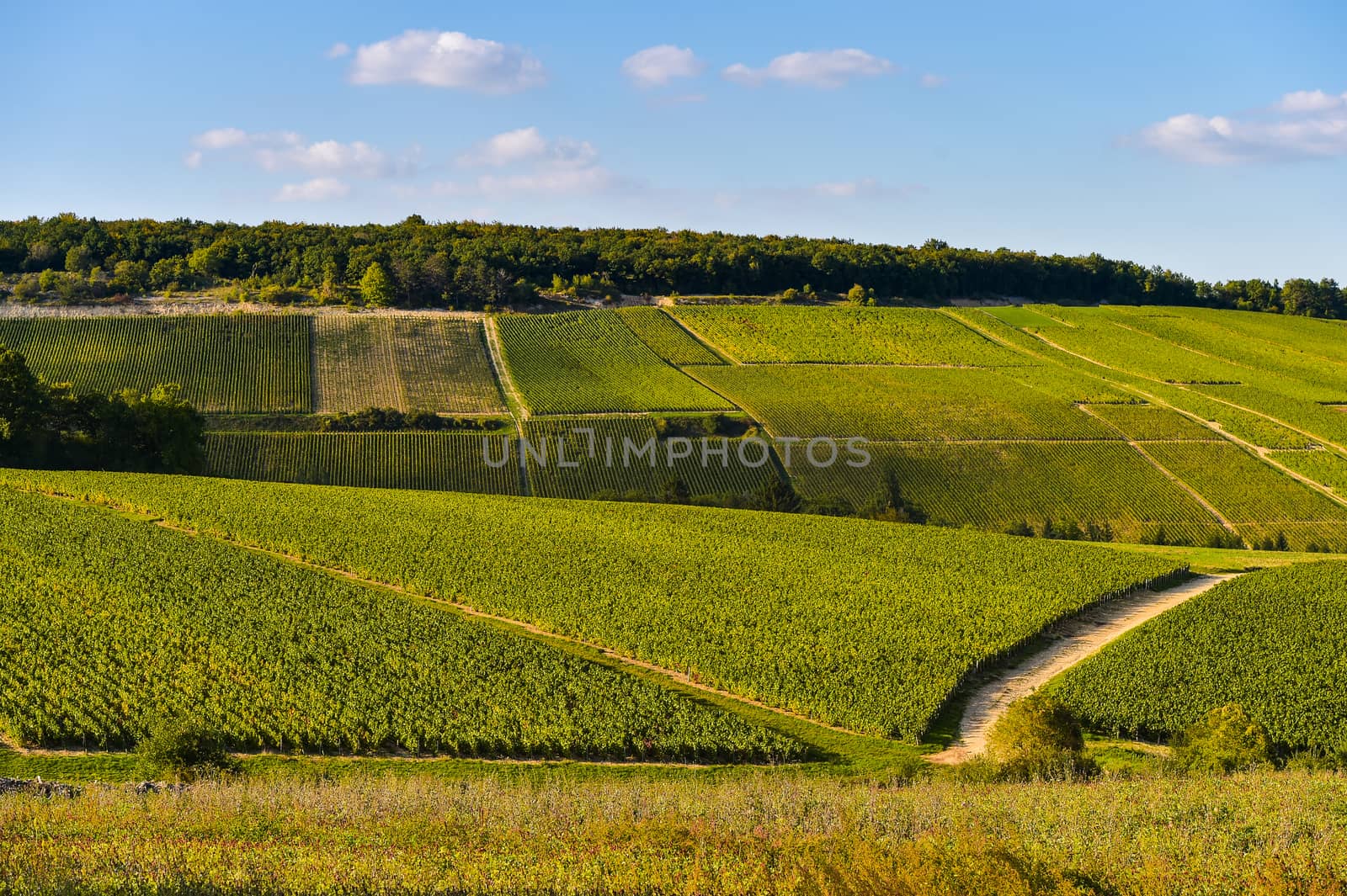 Champagne vineyards in the Cote des Bar area of the Aube department near to Les Riceys, Champagne-Ardennes, France, Europe