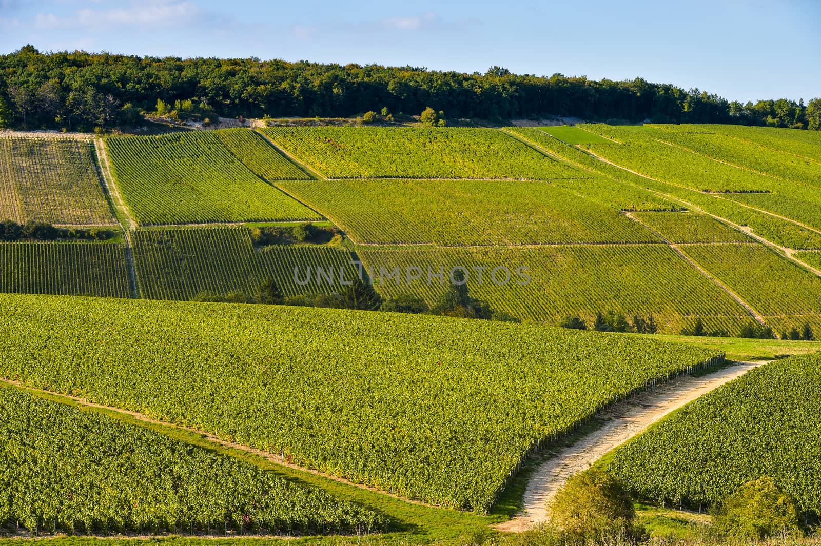 Champagne vineyards in the Cote des Bar area of the Aube department near to Les Riceys, Champagne-Ardennes, France, Europe