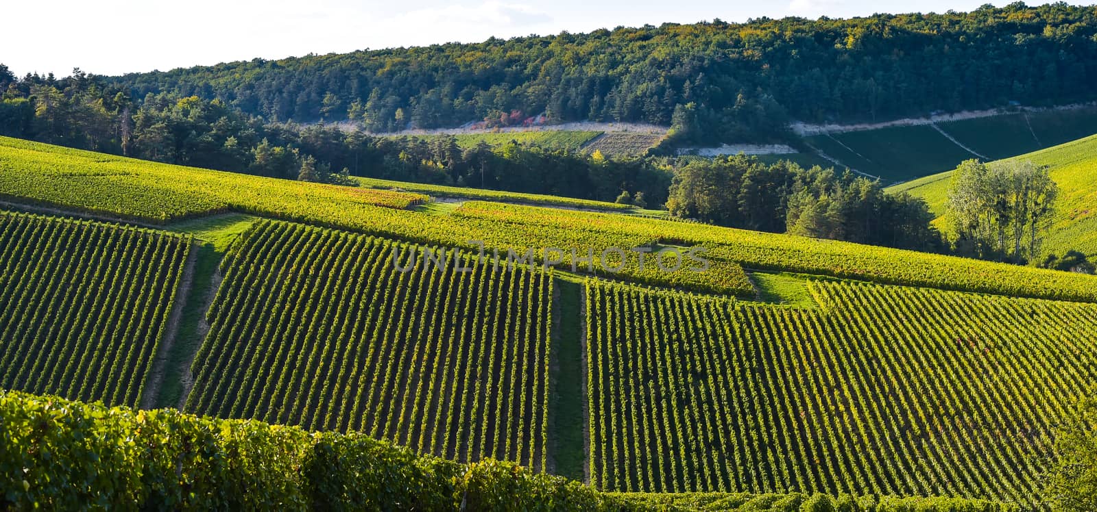 Champagne vineyards in the Cote des Bar area of the Aube department near to Les Riceys, Champagne-Ardennes, France, Europe