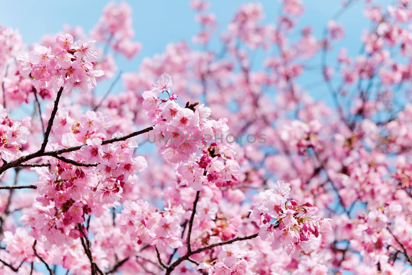 close up of cherry blossom season