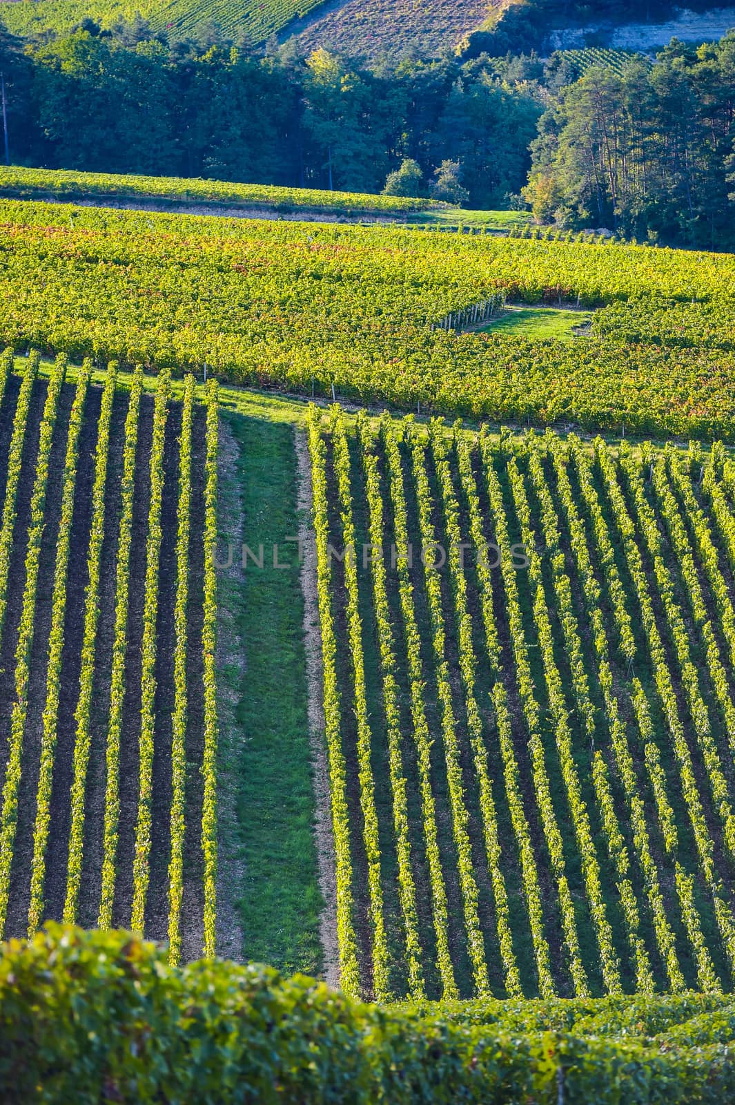 Champagne vineyards in the Cote des Bar area of the Aube department near to Les Riceys, Champagne-Ardennes, France, Europe