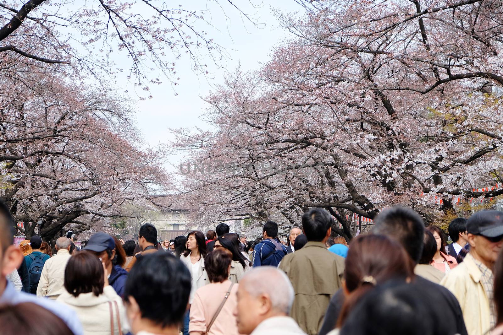 TOKYO, JAPAN - MARCH 29, 2016: Ueno Park during the cherry blossom season on 29 March 2016. Ueno Park is one of Tokyo's most popular and lively cherry blossom spots with more than 1000 cherry trees.