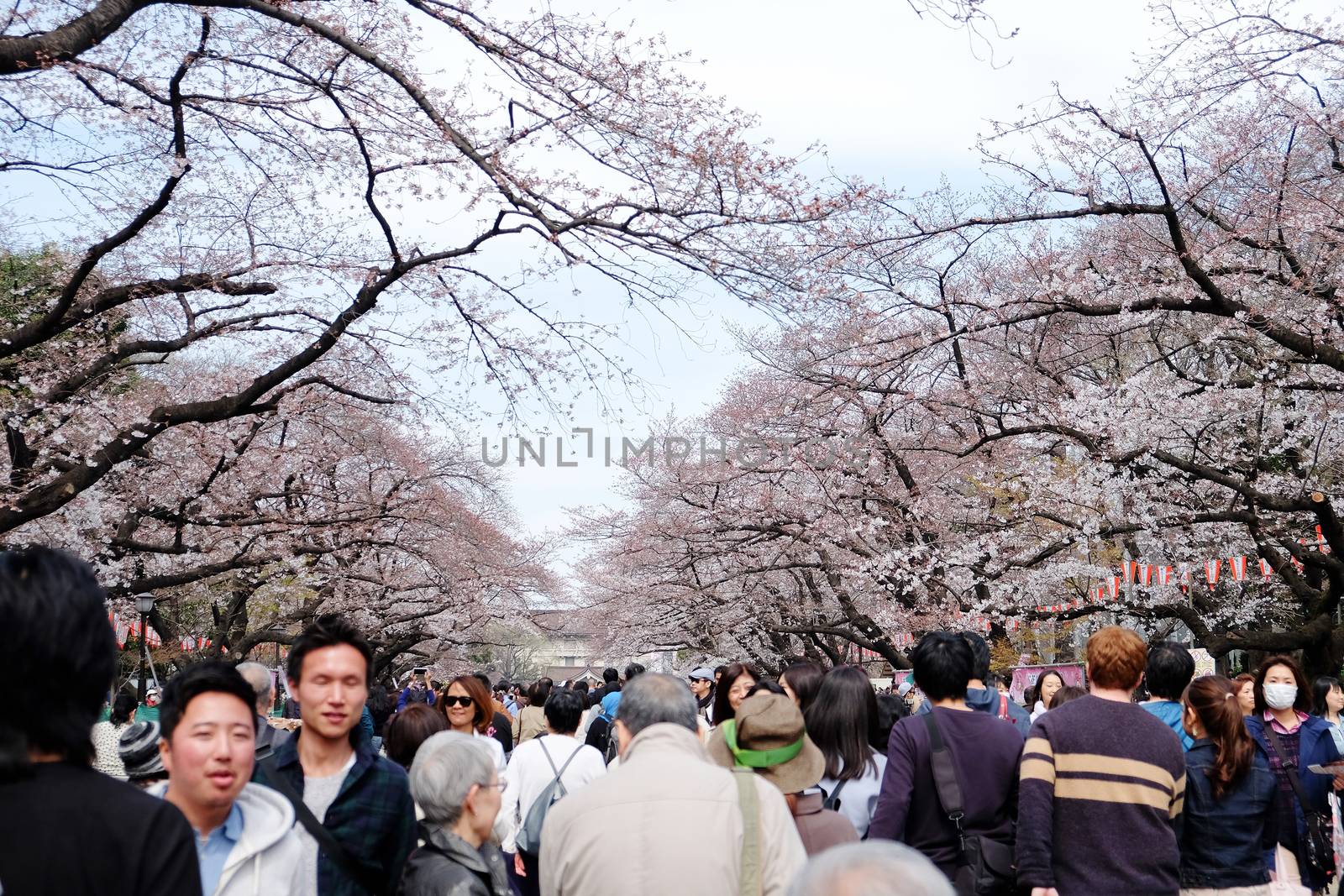 TOKYO, JAPAN - MARCH 29, 2016: Ueno Park during the cherry blossom season on 29 March 2016. Ueno Park is one of Tokyo's most popular and lively cherry blossom spots with more than 1000 cherry trees.