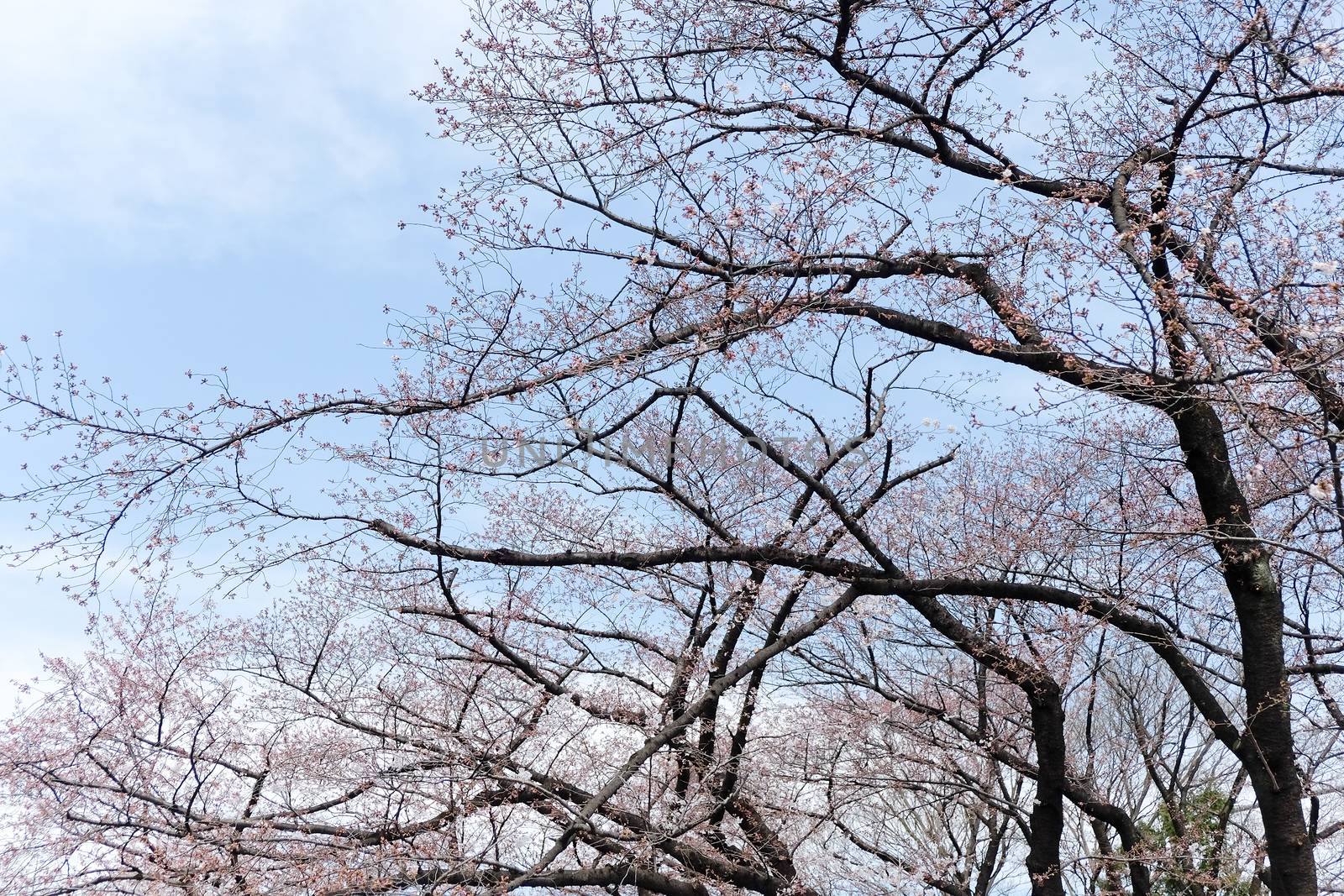 cherry blossom season in tokyo Japan