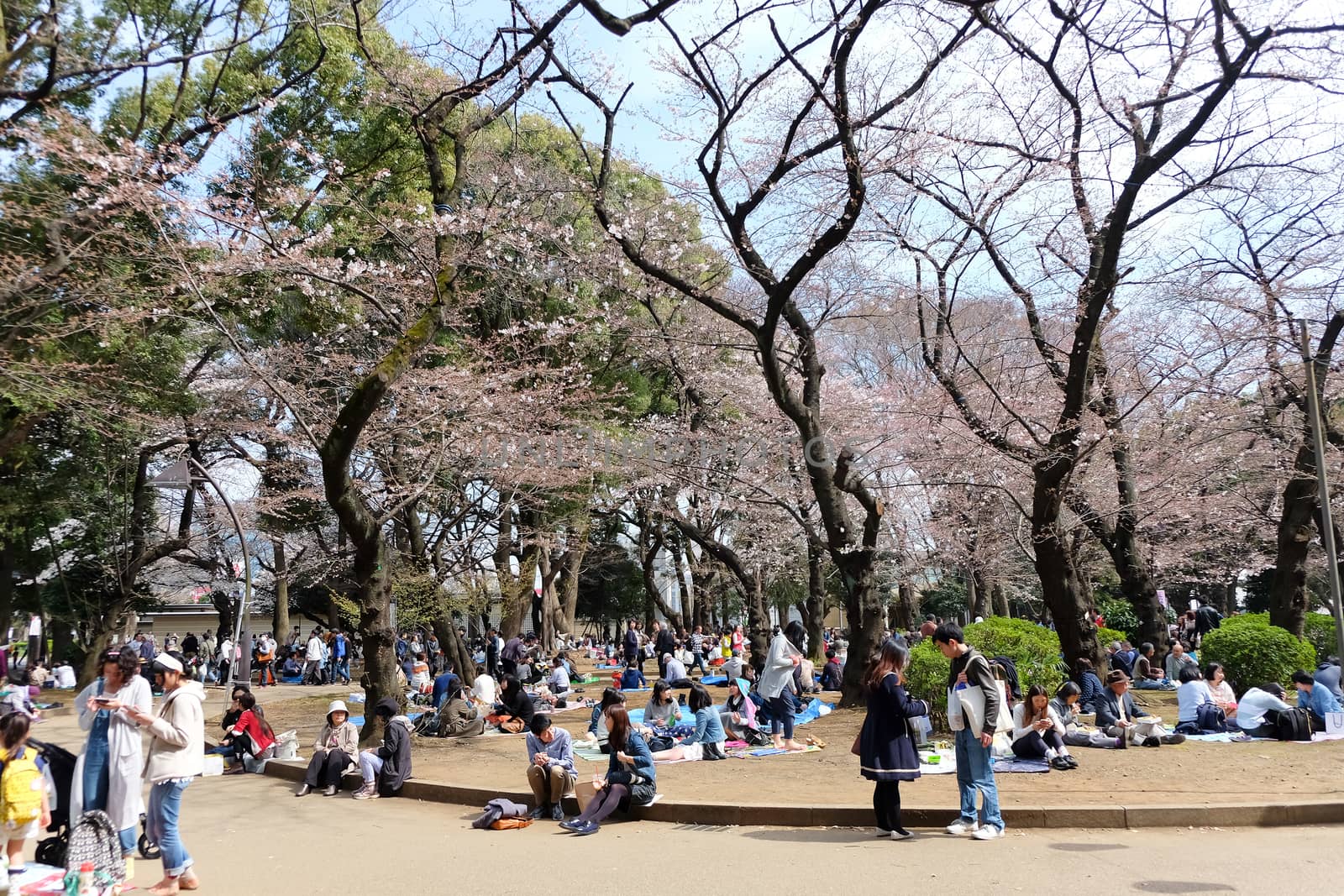 TOKYO, JAPAN - MARCH 29, 2016: Ueno Park during the cherry blossom season on 29 March 2016. Ueno Park is one of Tokyo's most popular and lively cherry blossom spots with more than 1000 cherry trees.
