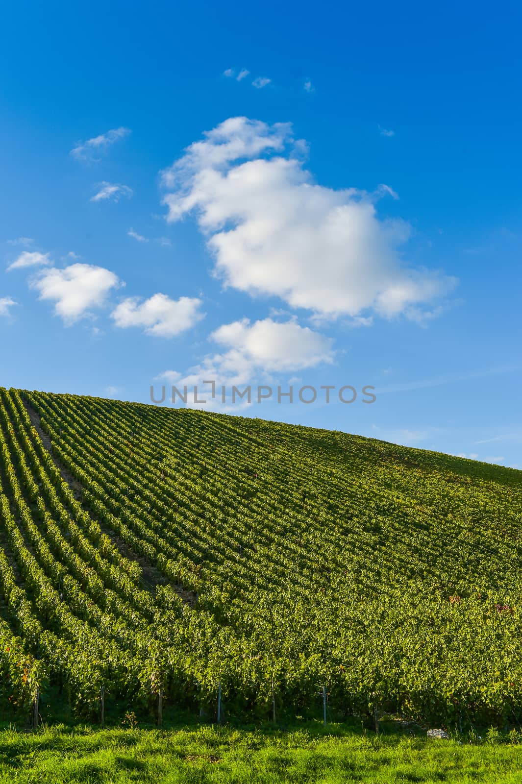 Champagne vineyards in the Cote des Bar area of the Aube department near to Les Riceys, Champagne-Ardennes, France, Europe