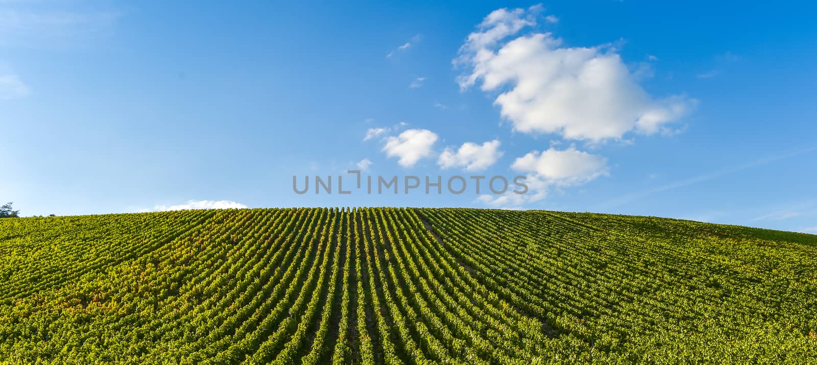 Champagne vineyards in the Cote des Bar area of the Aube department near to Les Riceys, Champagne-Ardennes, France, Europe