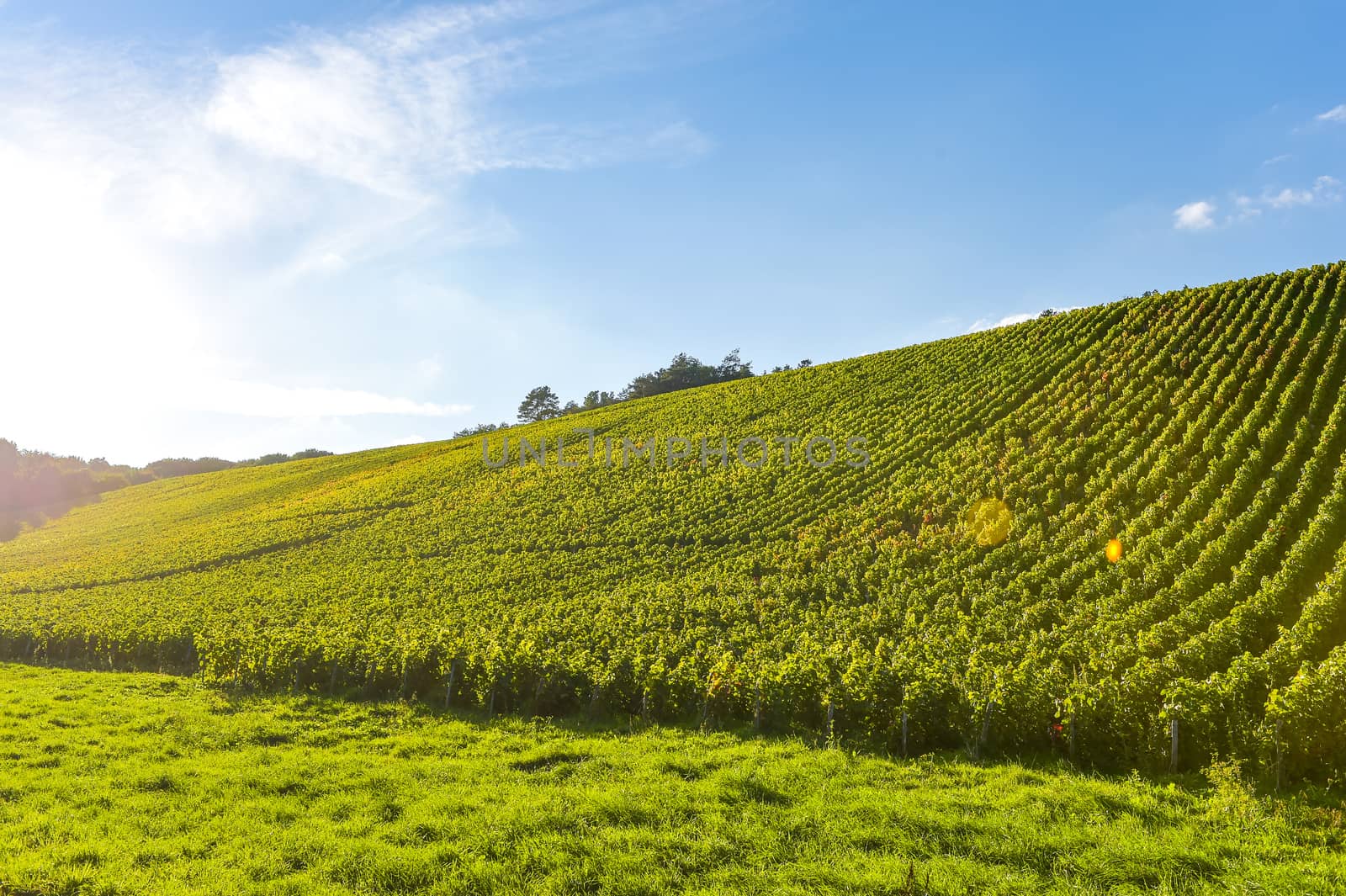 Champagne vineyards in the Cote des Bar area of the Aube department near to Les Riceys, Champagne-Ardennes, France, Europe