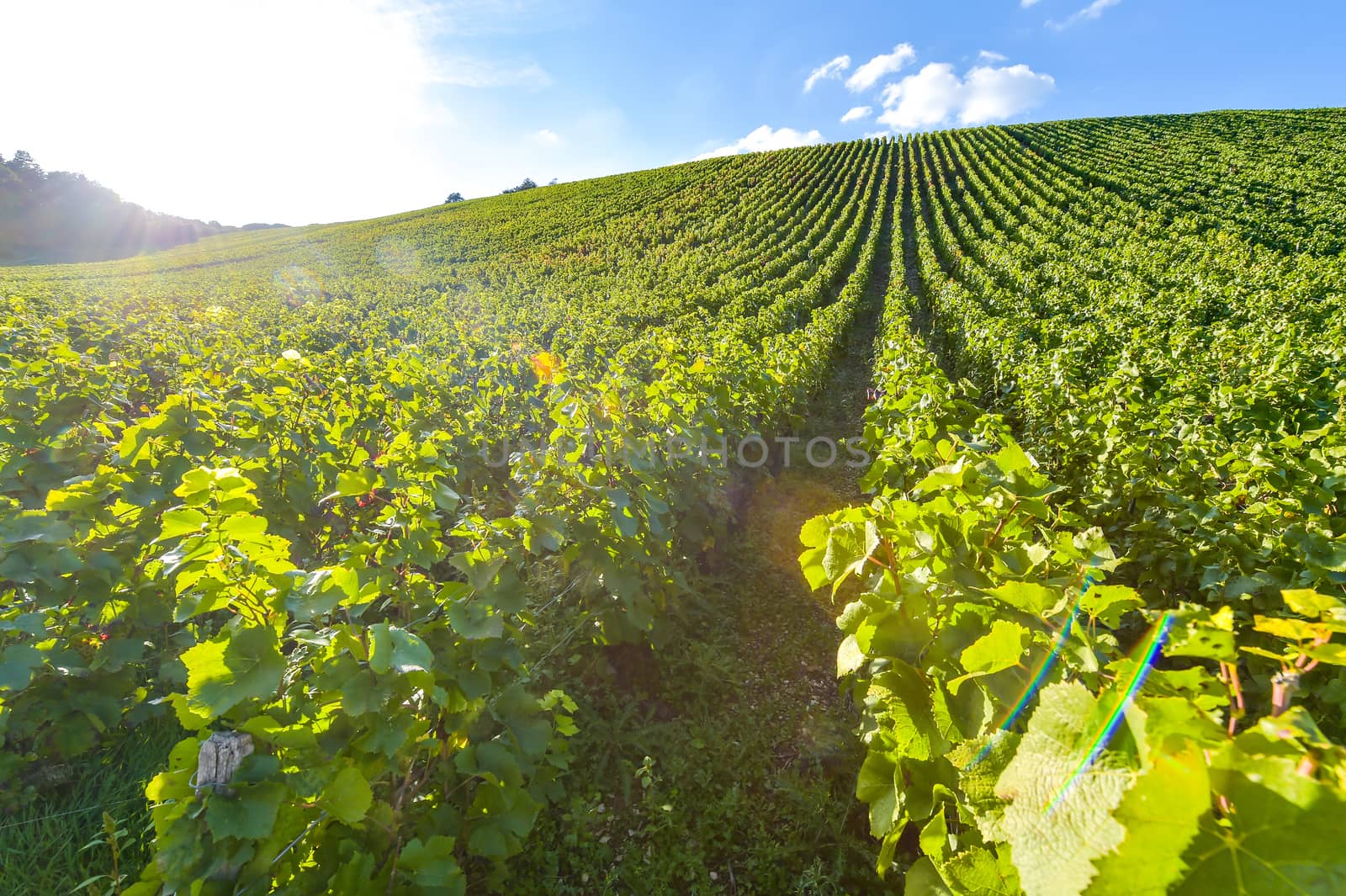 Champagne vineyards in the Cote des Bar area of the Aube department near to Les Riceys, Champagne-Ardennes, France, Europe