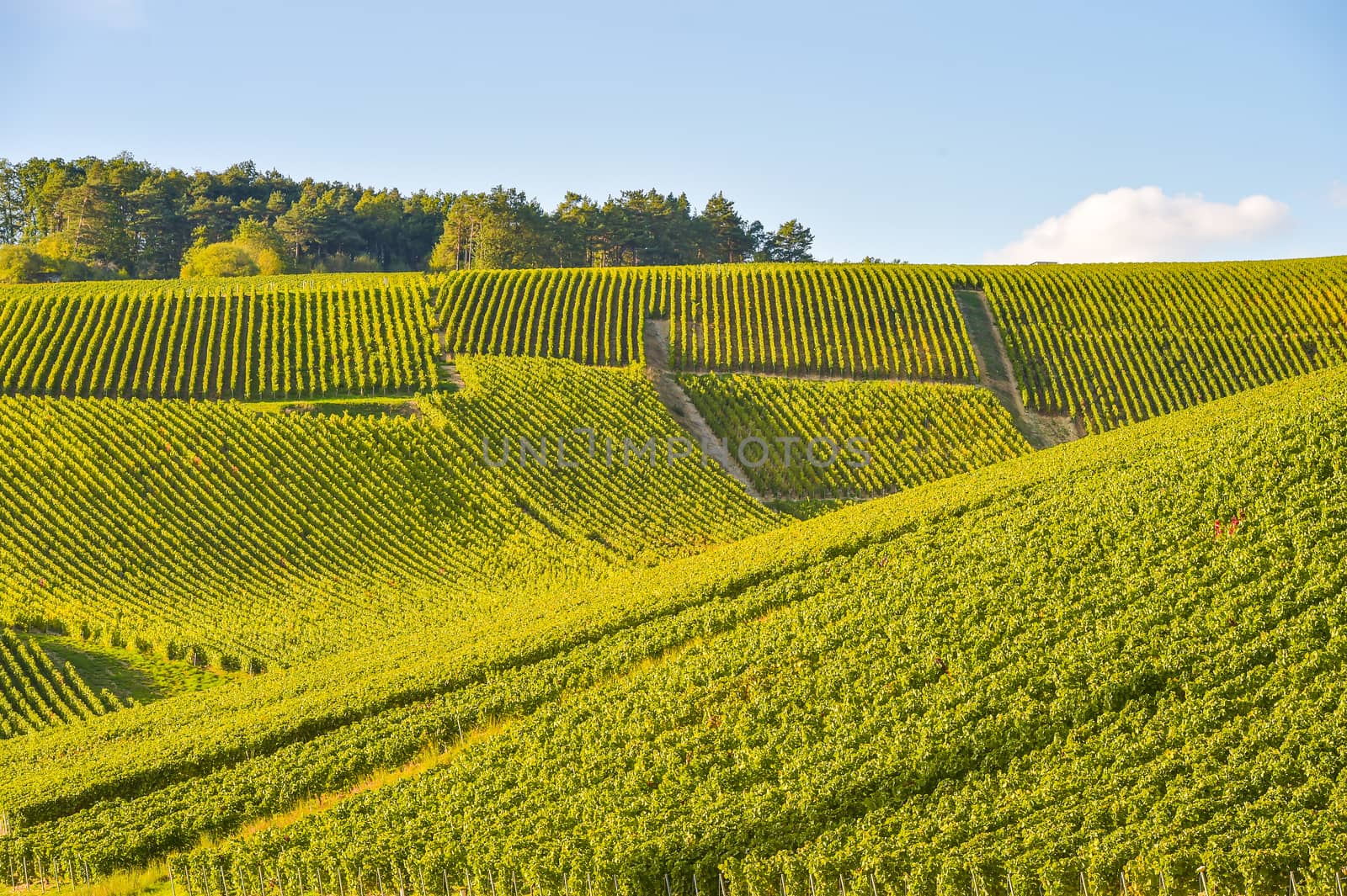 Champagne vineyards in the Cote des Bar area of the Aube department near to Les Riceys, Champagne-Ardennes, France, Europe