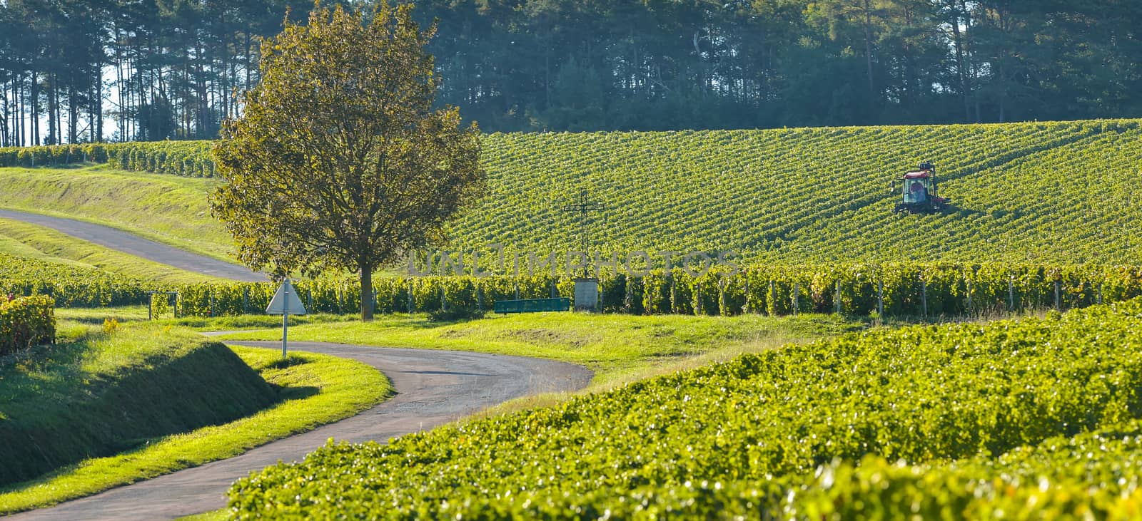 Champagne vineyards in the Cote des Bar area of the Aube department near to Celles sur Ource Champagne-Ardennes, France, Europe