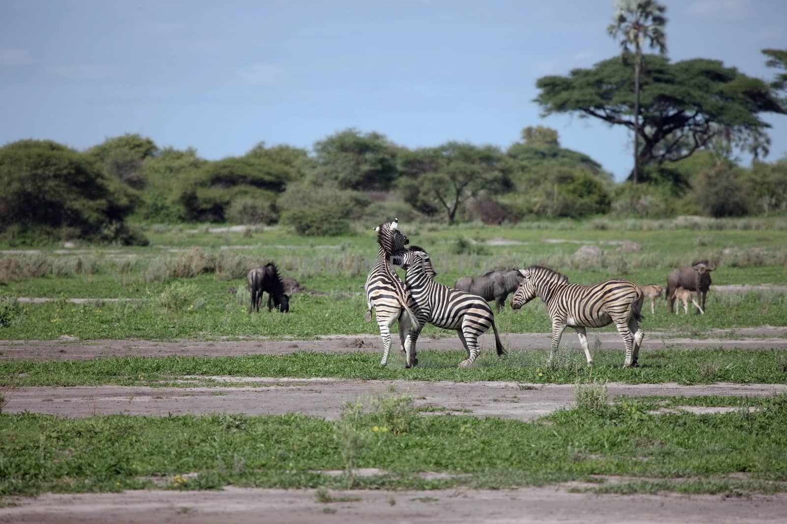 Zebra Botswana Africa savannah wild animal picture