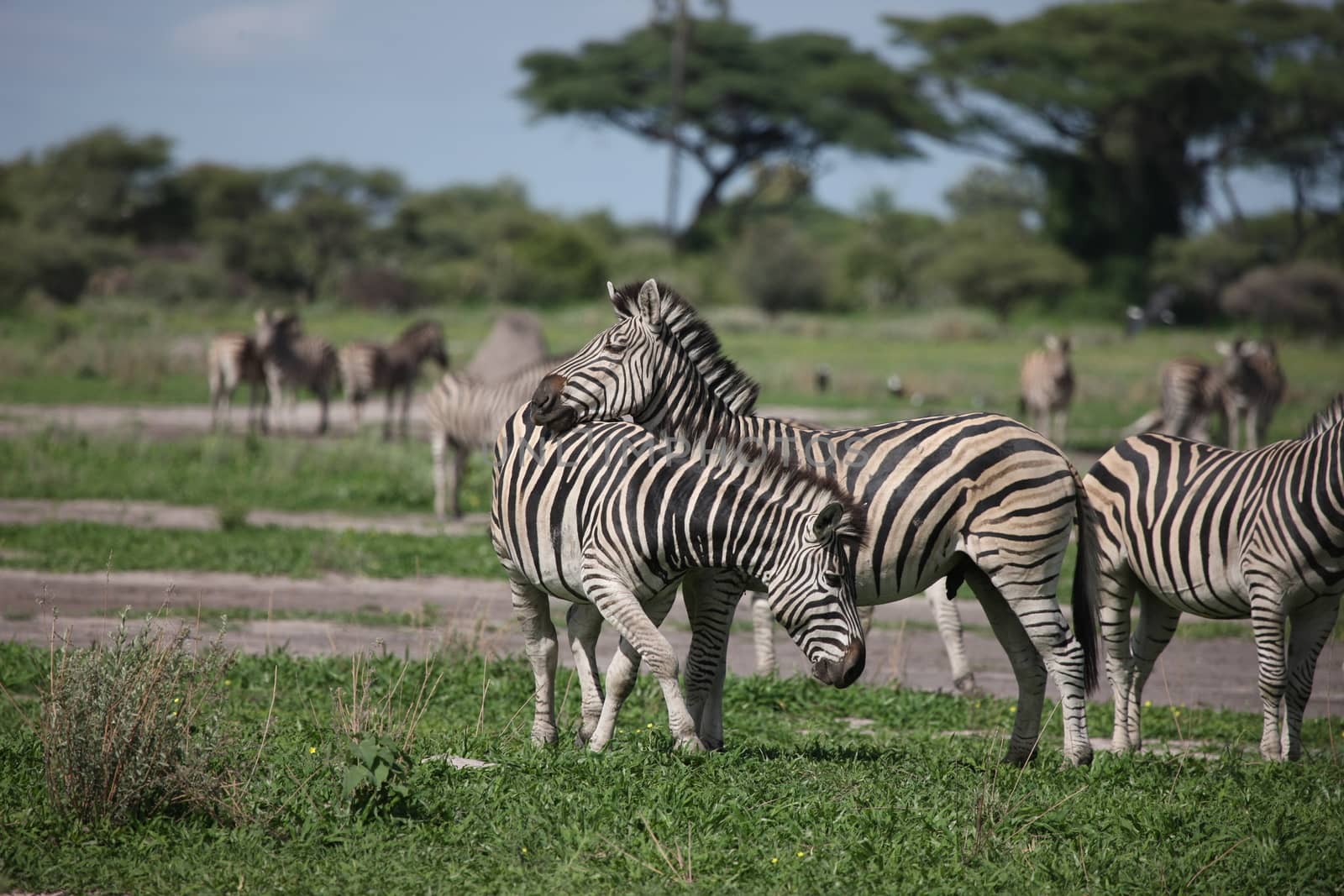 Zebra Botswana Africa savannah wild animal picture