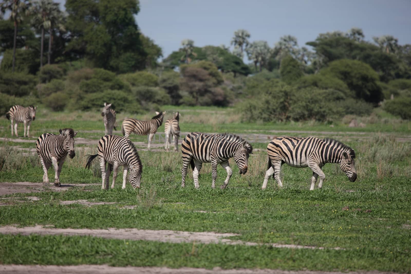 Zebra Botswana Africa savannah wild animal picture by desant7474